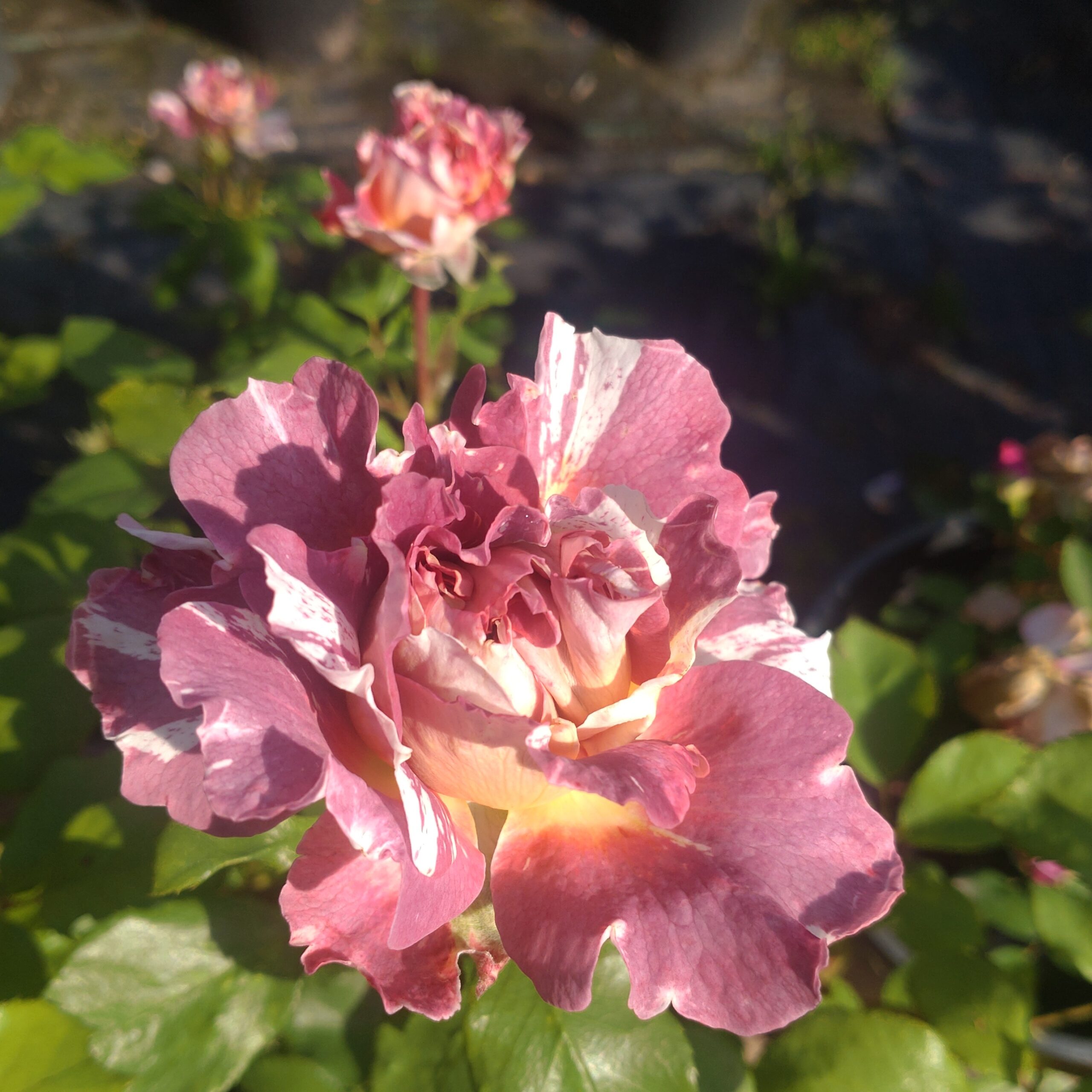 Rachael´s Rose