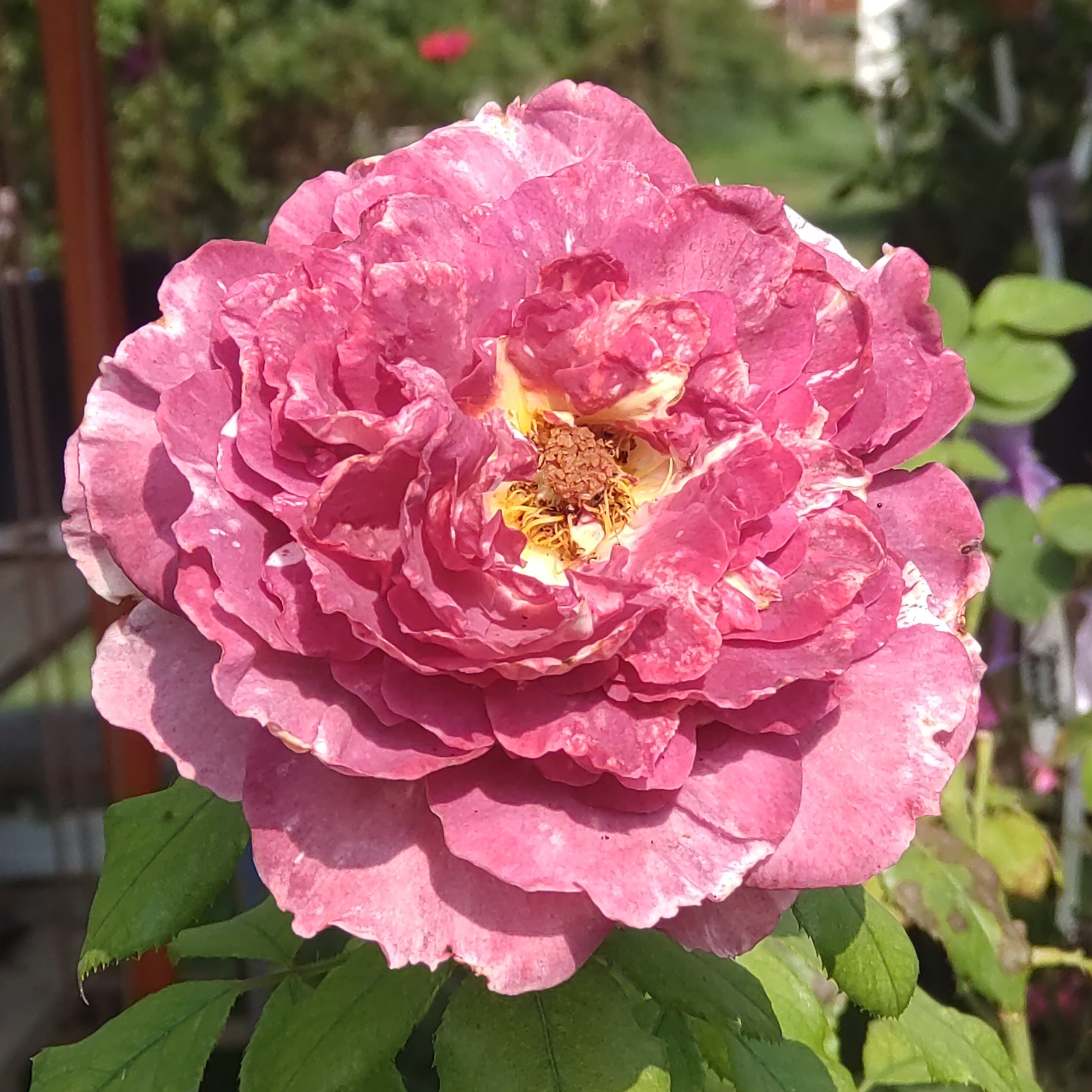 Rachael´s Rose – Bild 4