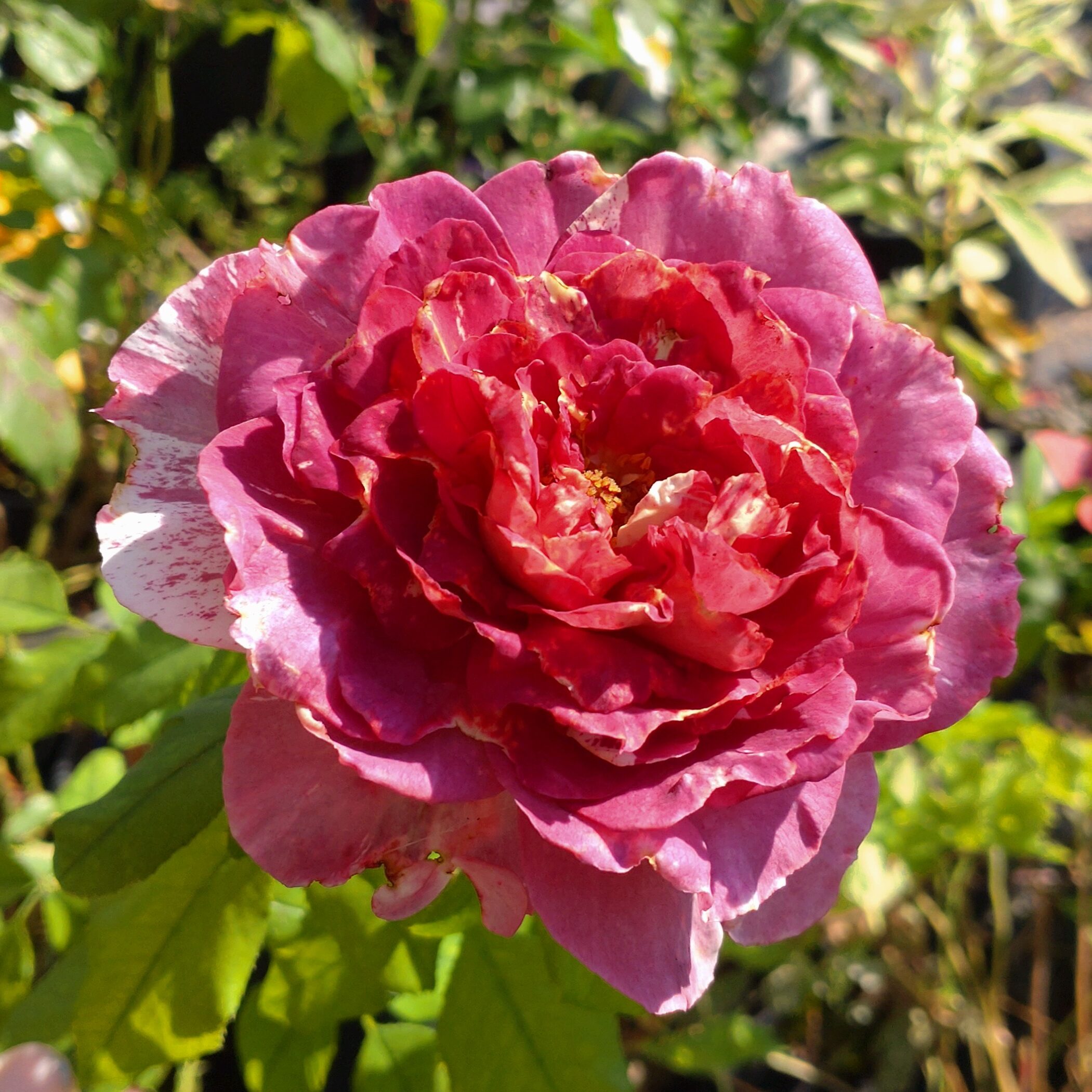 Rachael´s Rose – Bild 5
