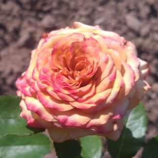 TH caramell-rosa