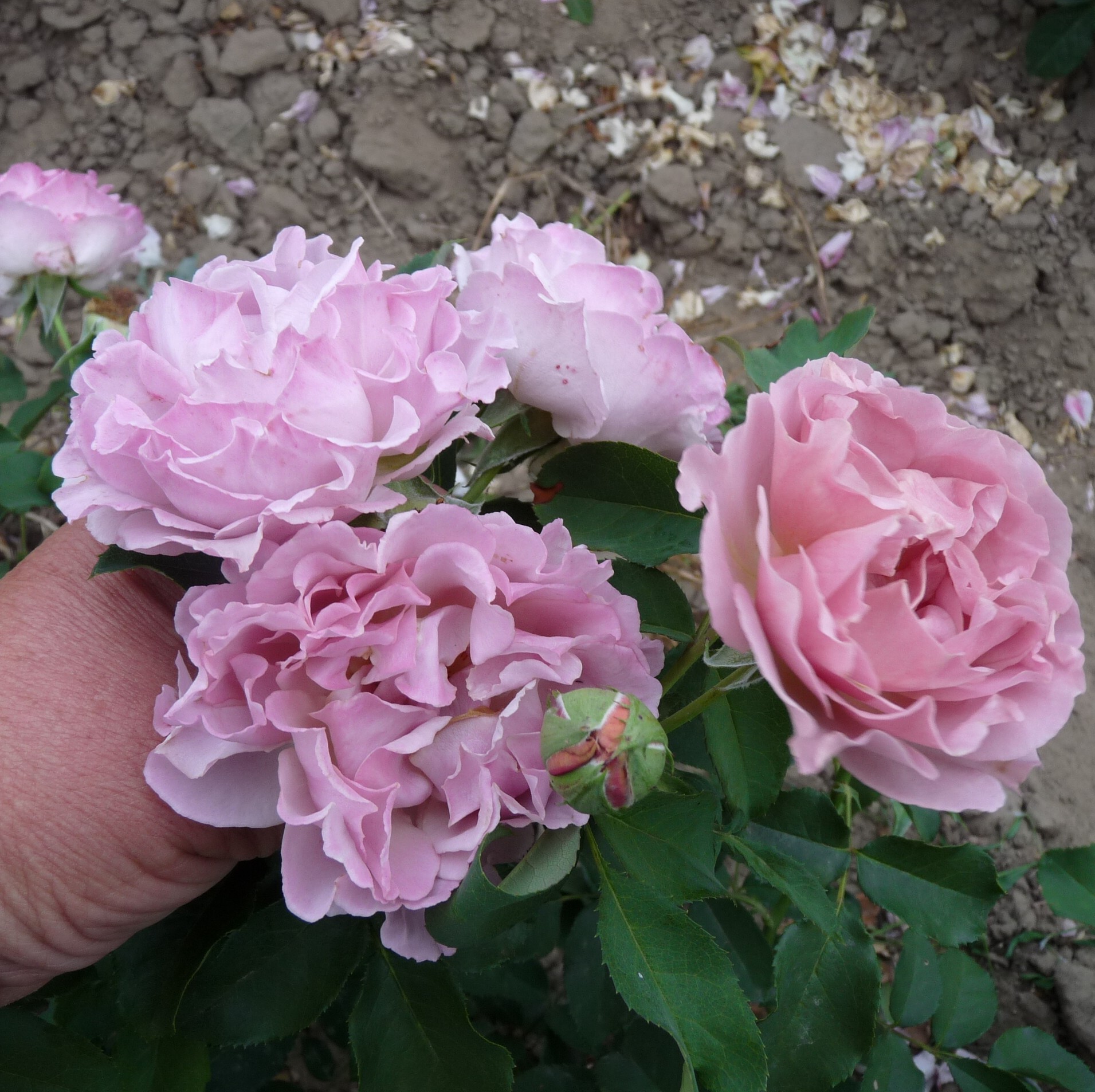 Two Times Happy – Bild 3