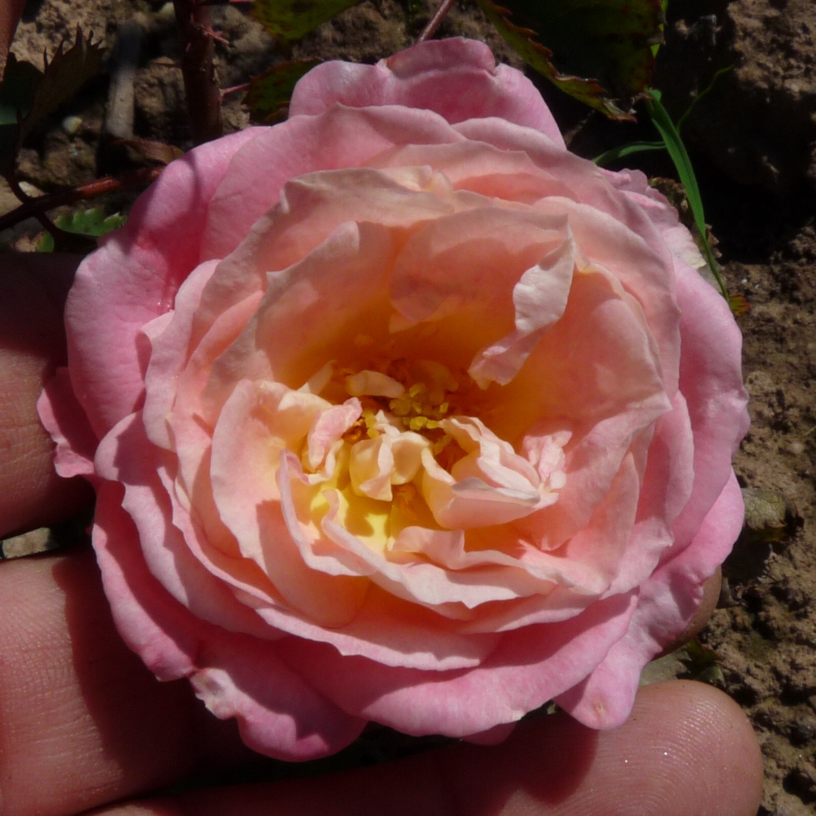 Anakin – Bild 2