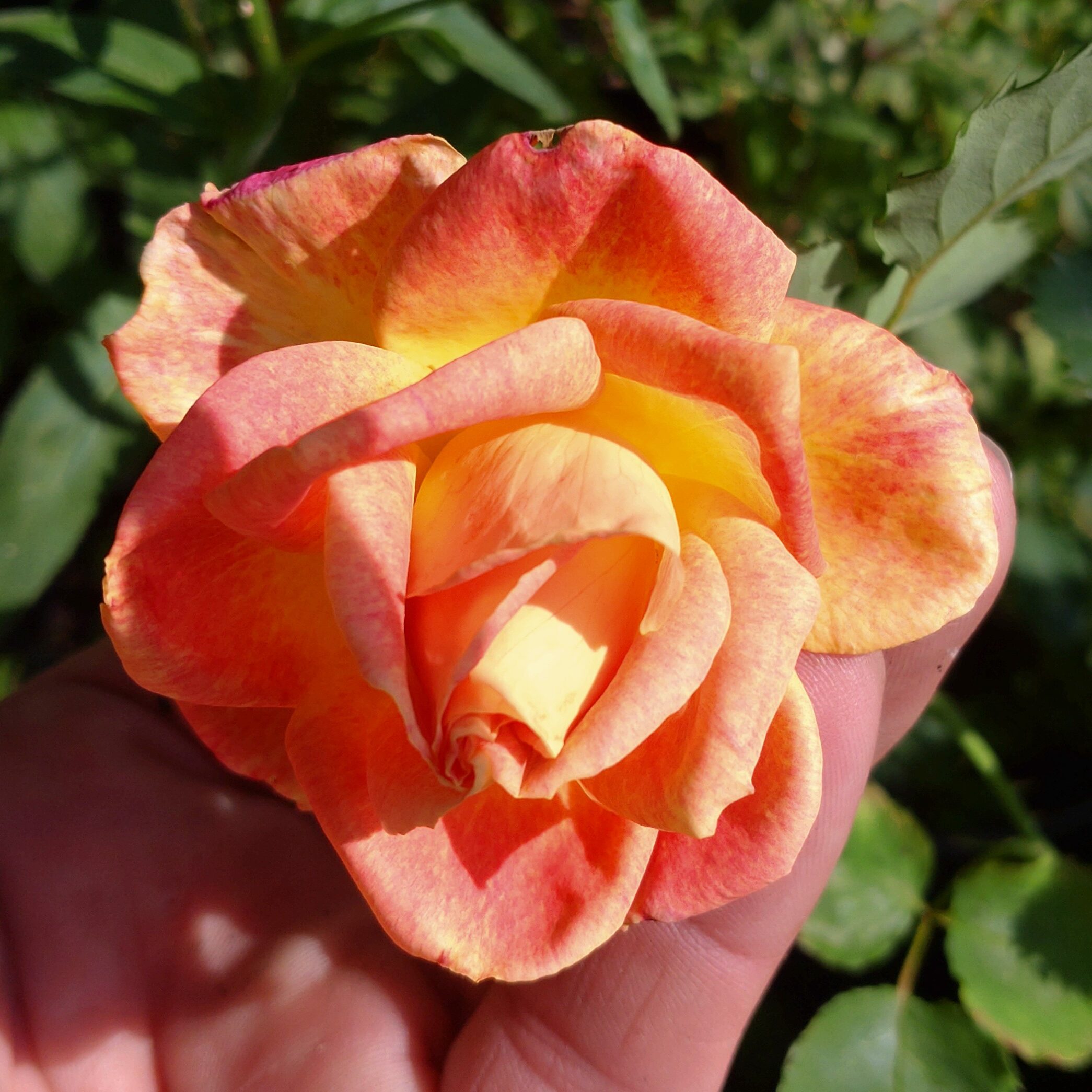 Anakin – Bild 11