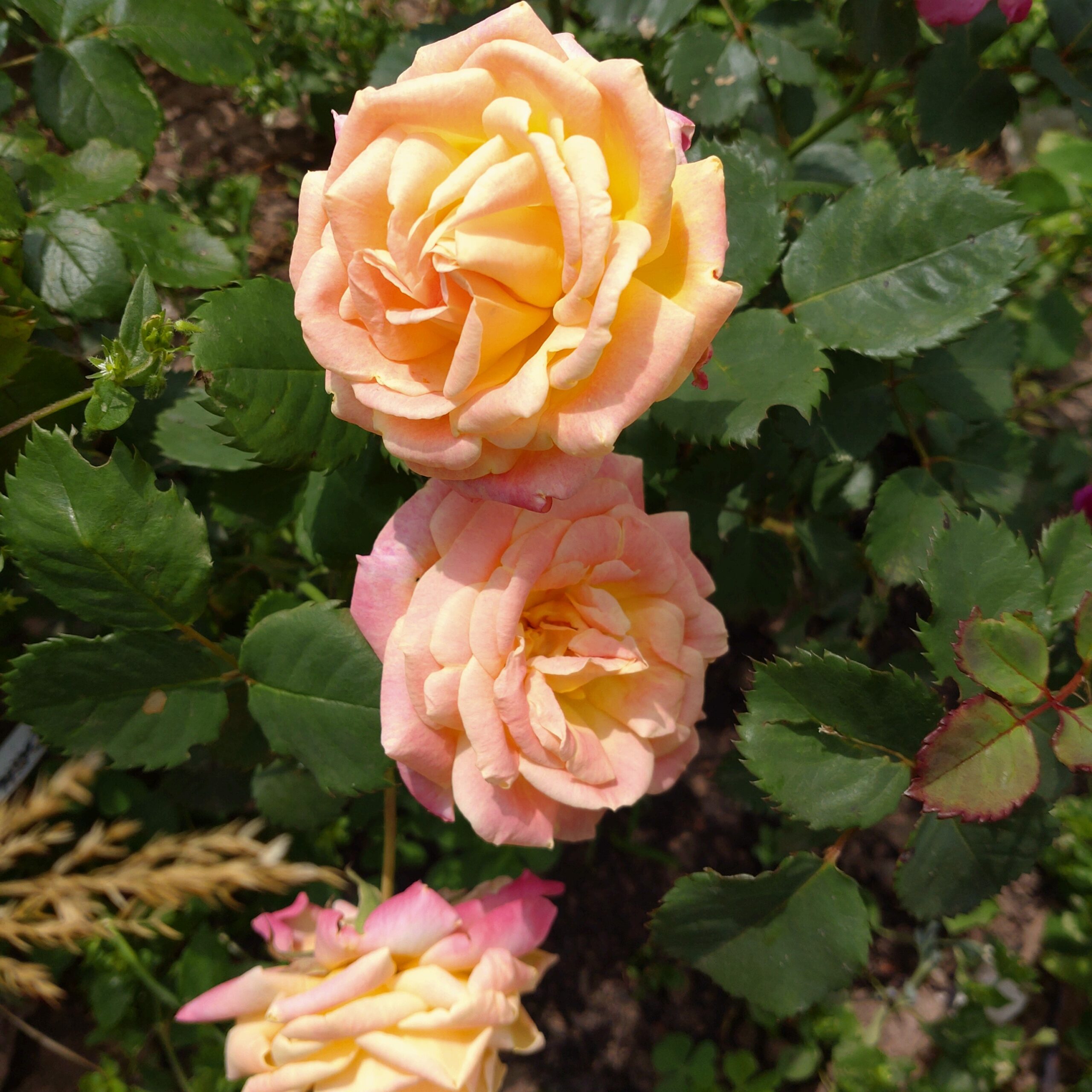 Anakin – Bild 12