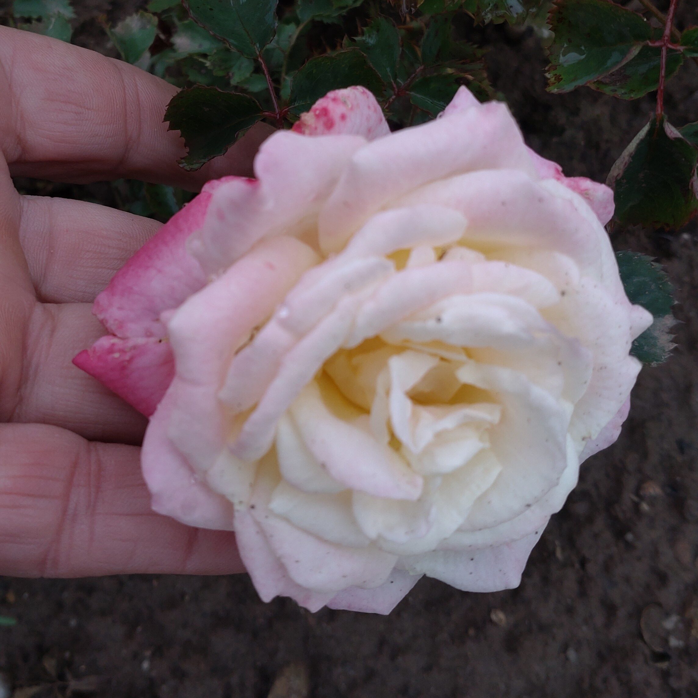 Anakin – Bild 14