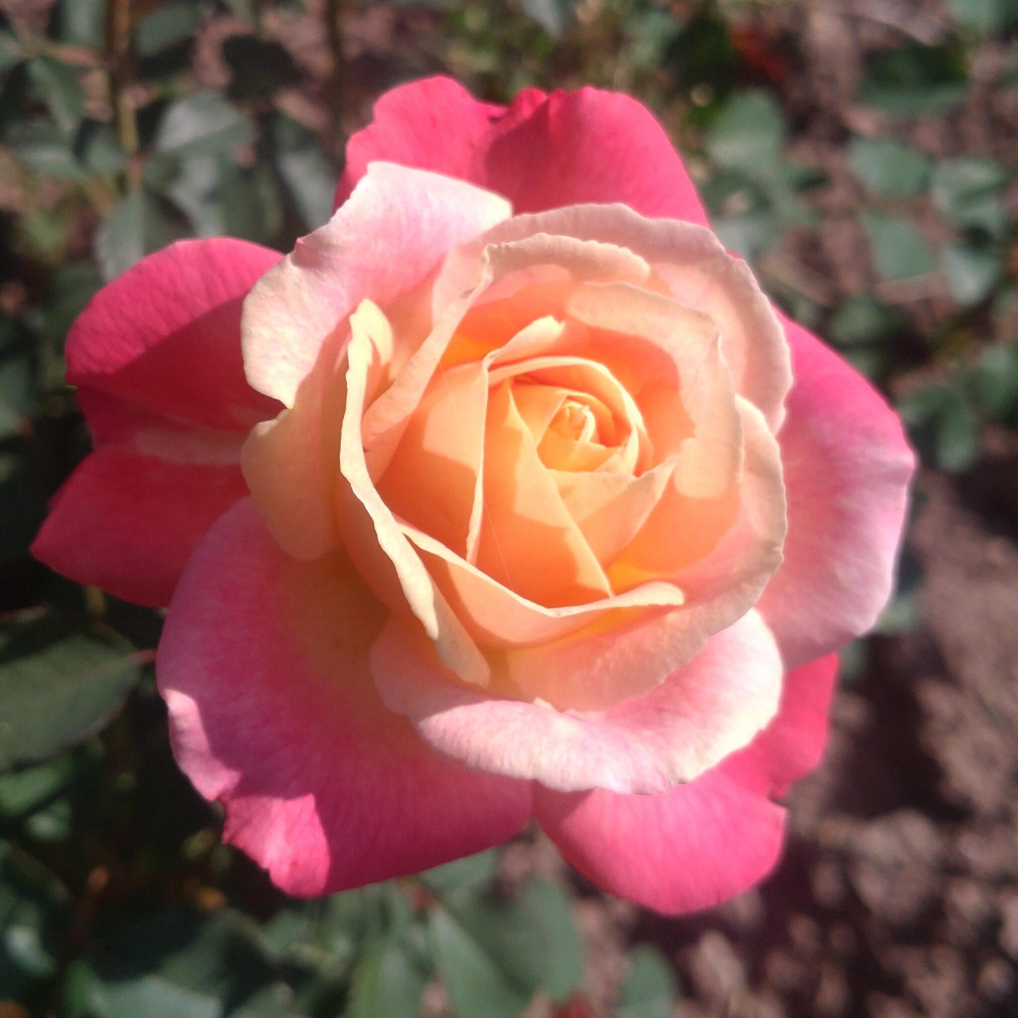 Anakin – Bild 3