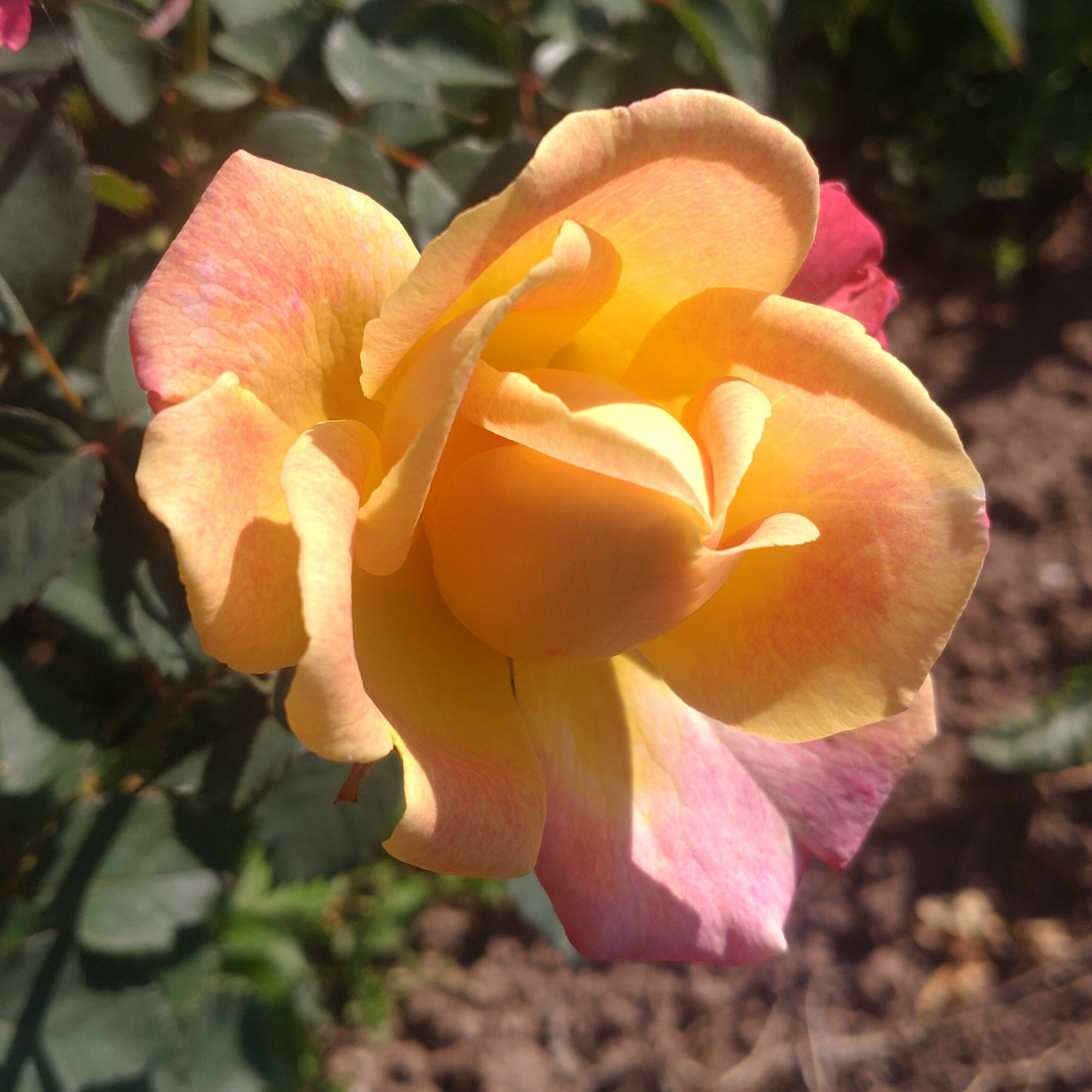 Anakin – Bild 5