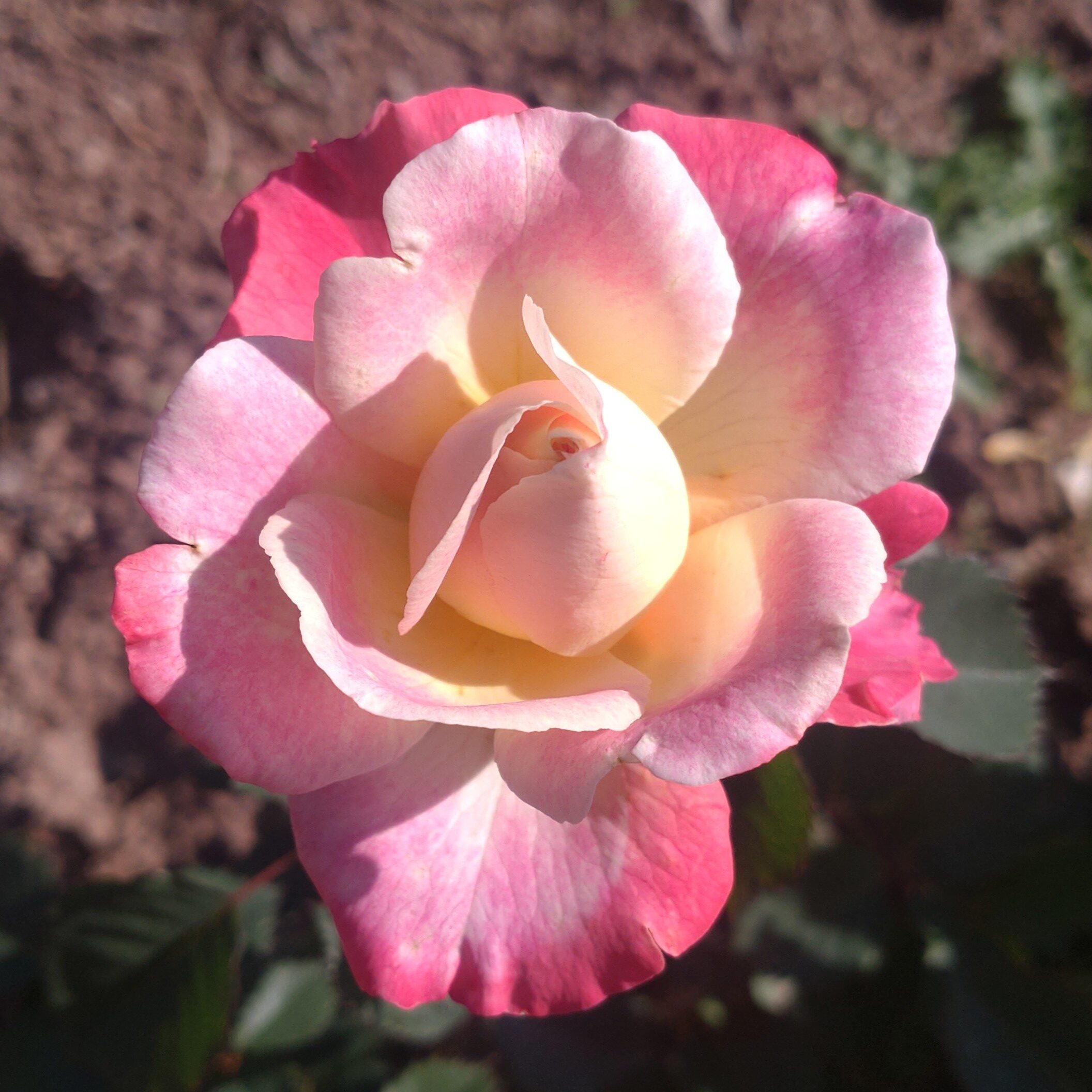 Anakin – Bild 6