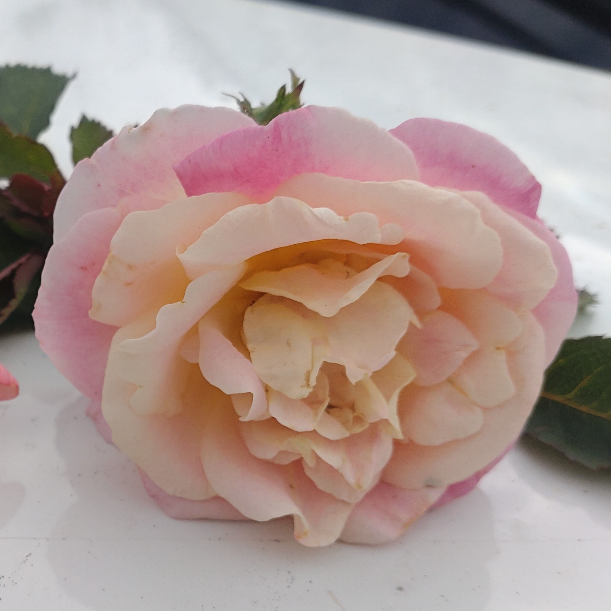 Anakin – Bild 8