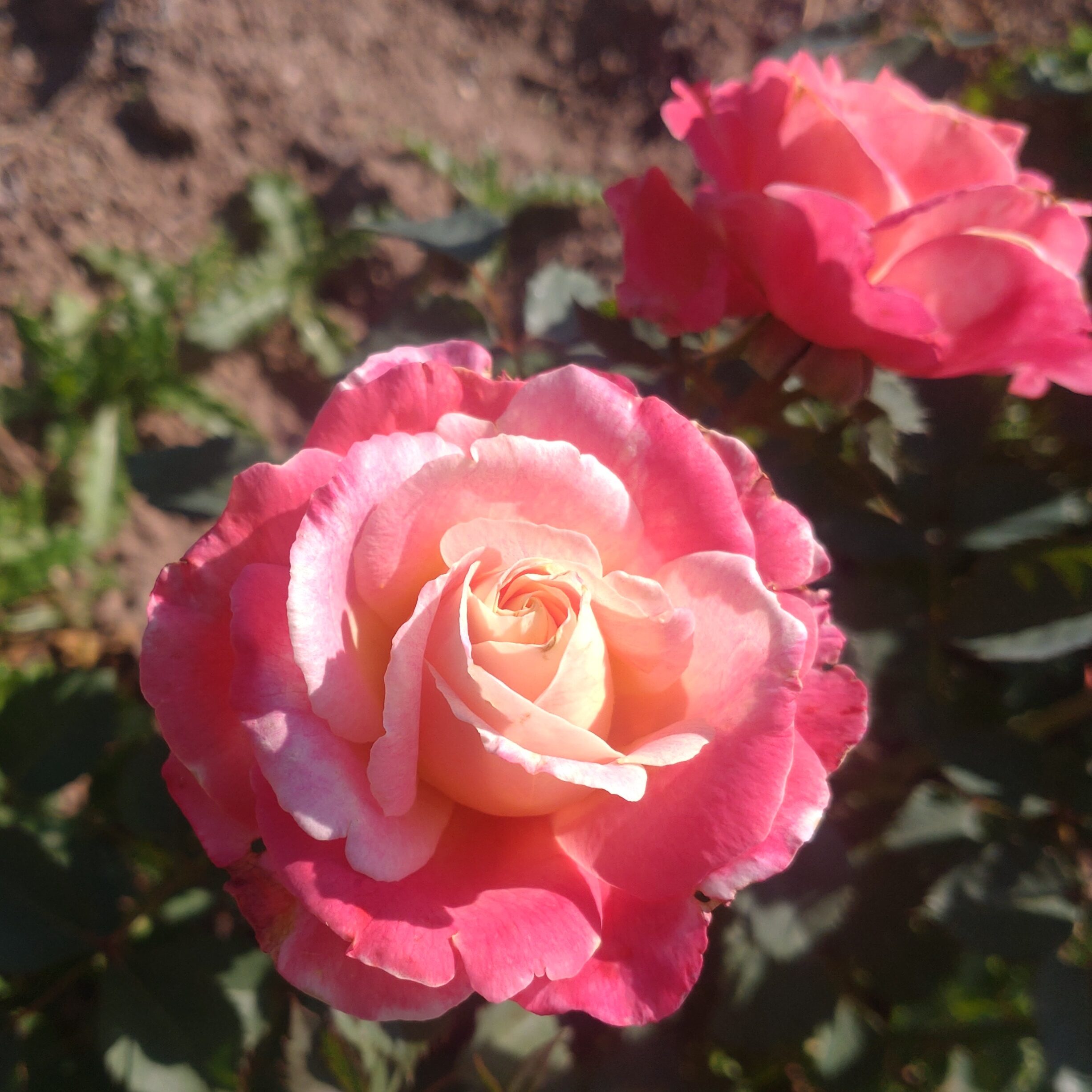 Anakin – Bild 9
