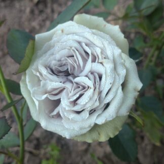 Die Graue Dame