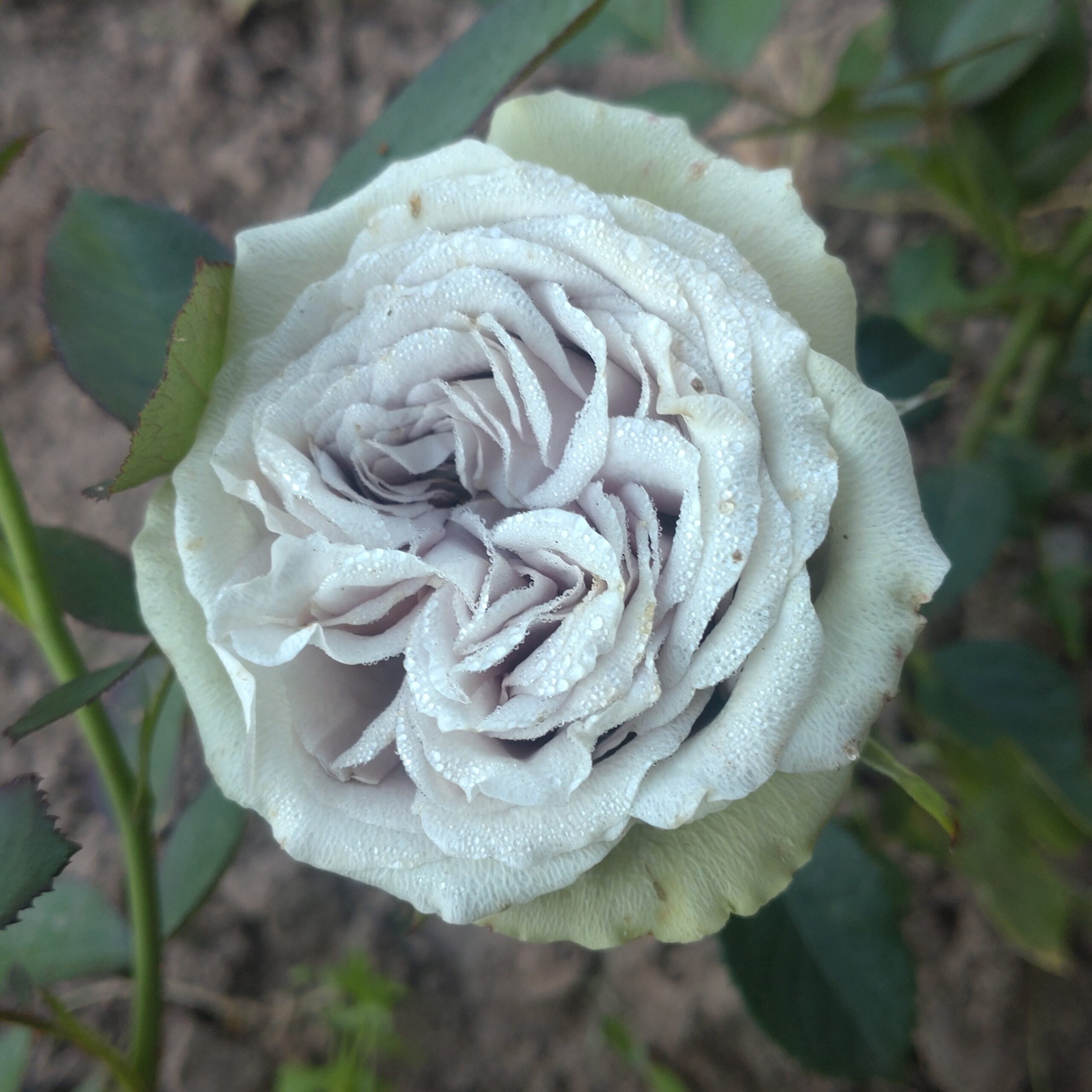 Die Graue Dame