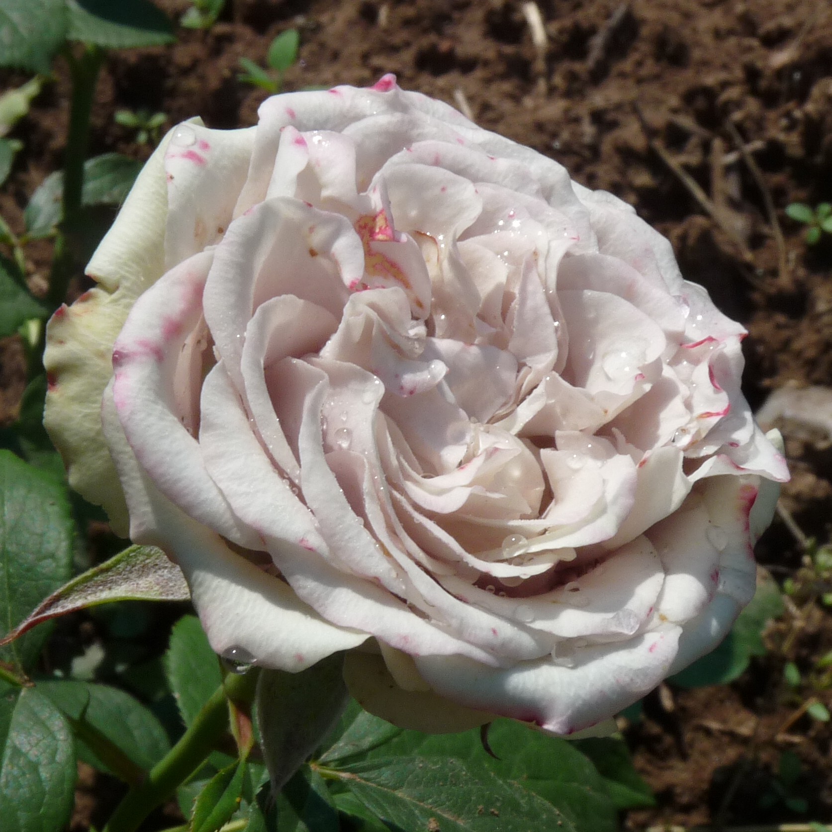 Die Graue Dame – Bild 2