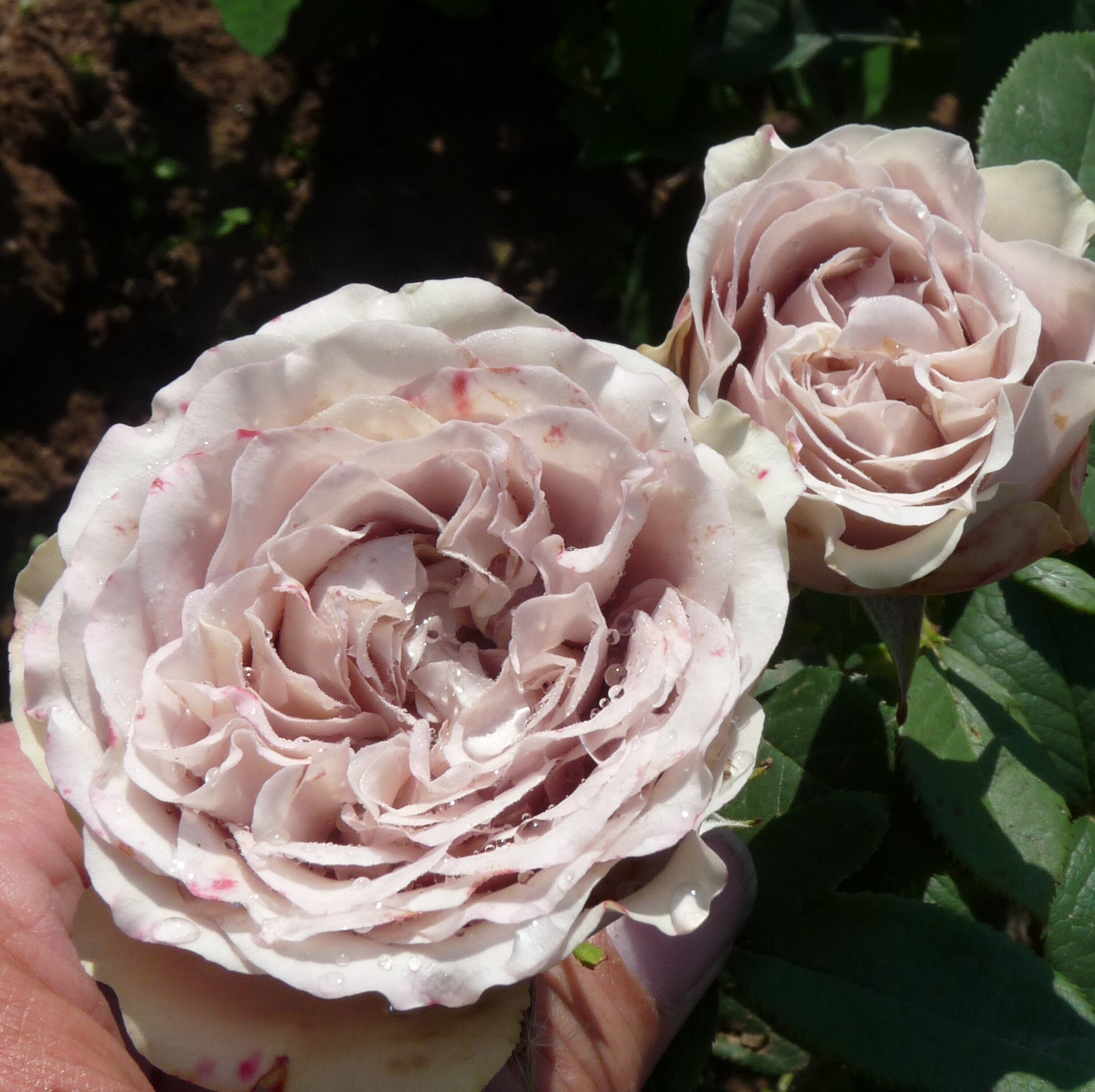 Die Graue Dame – Bild 3