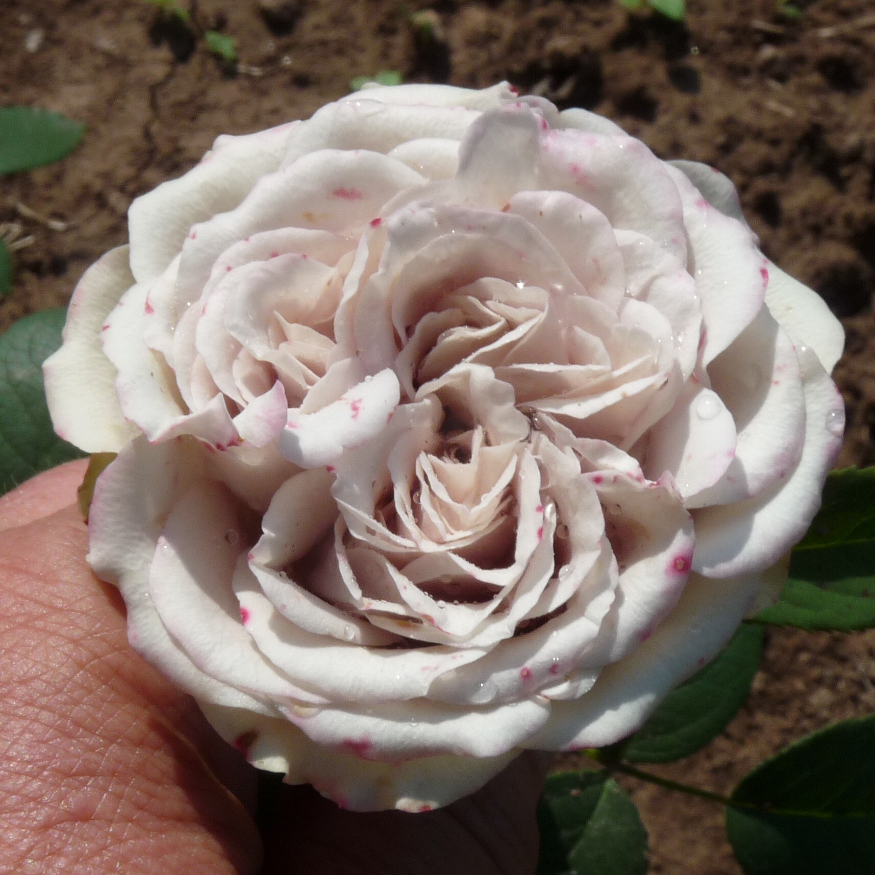 Die Graue Dame – Bild 4