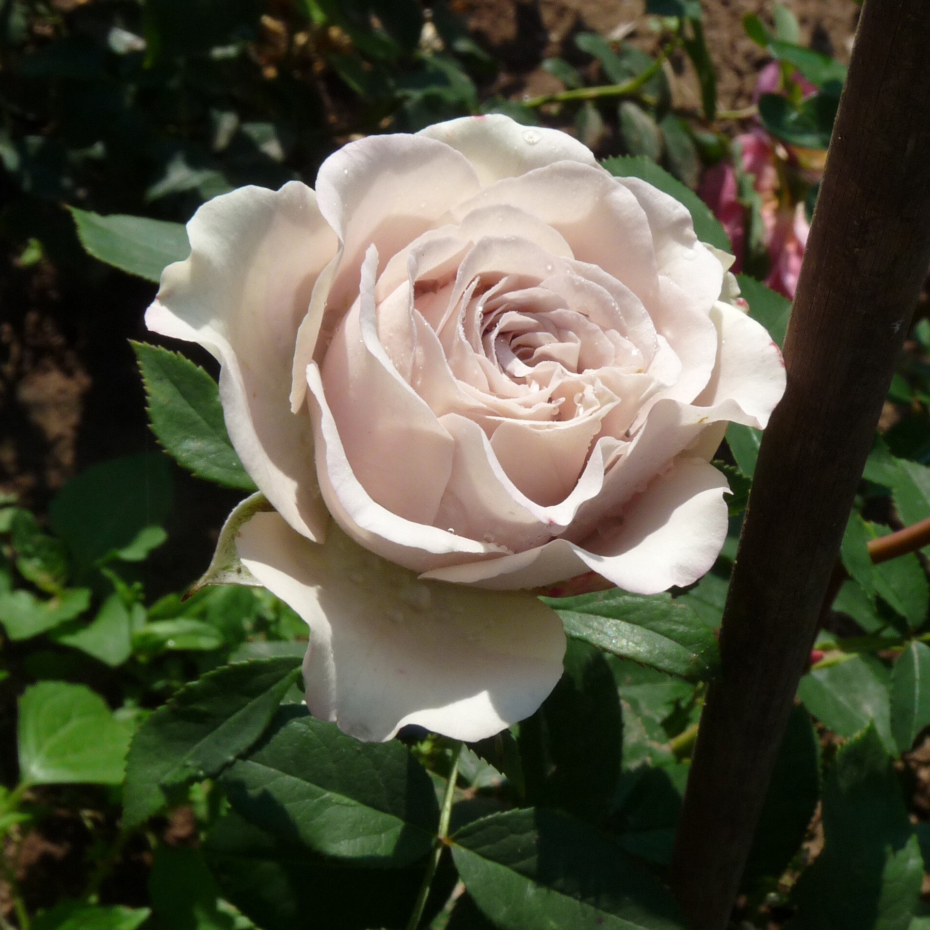 Die Graue Dame – Bild 5