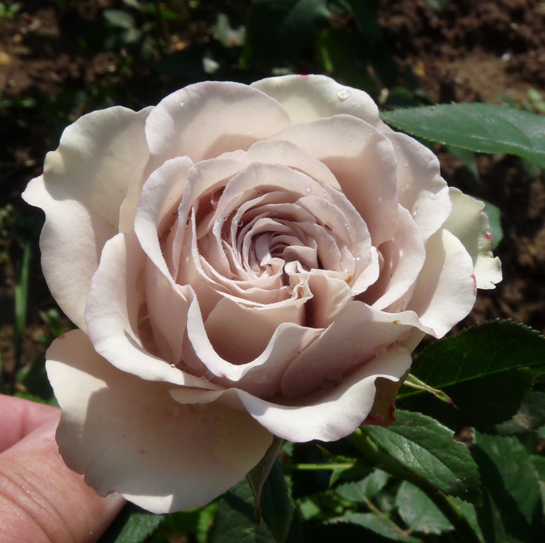Die Graue Dame – Bild 6