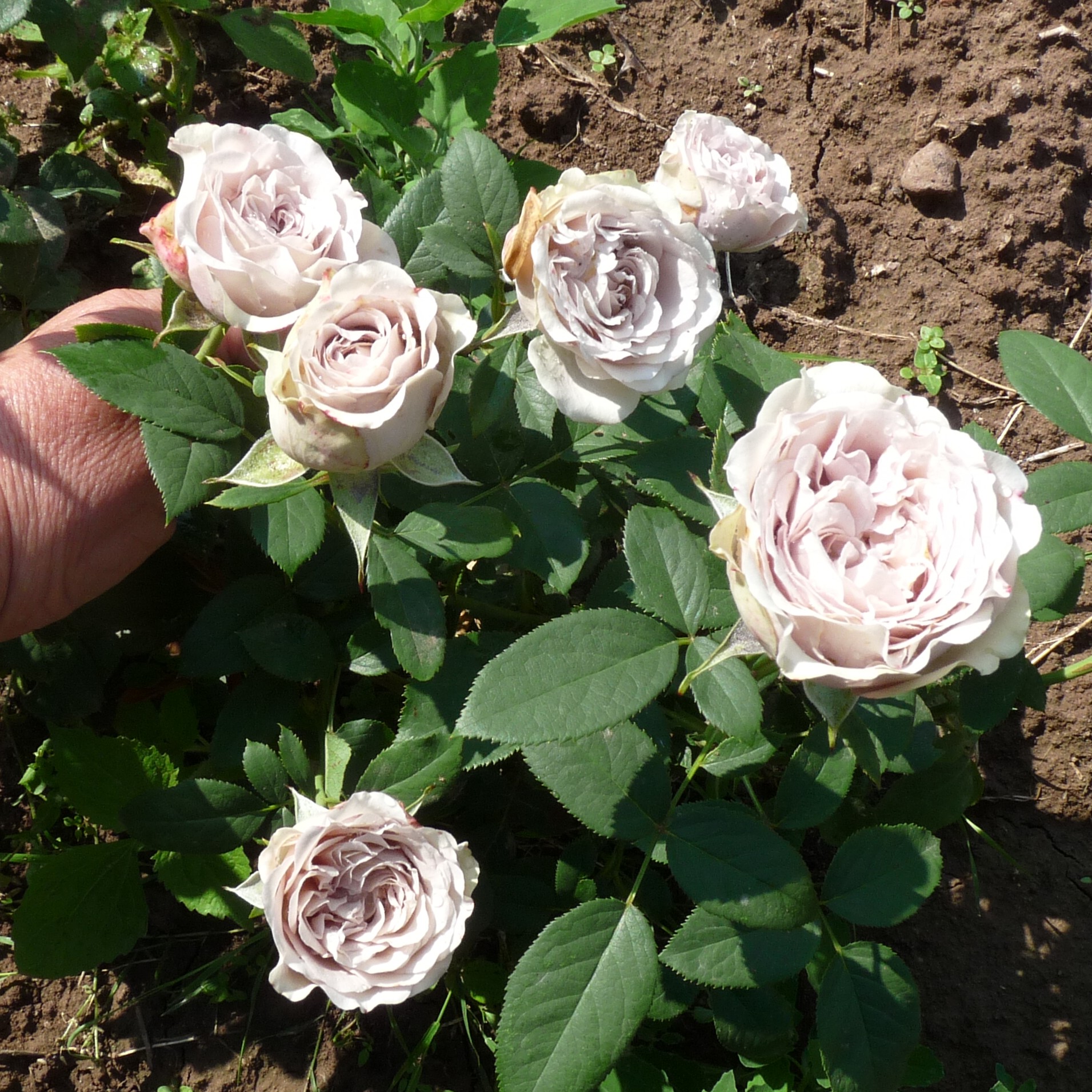 Die Graue Dame – Bild 7