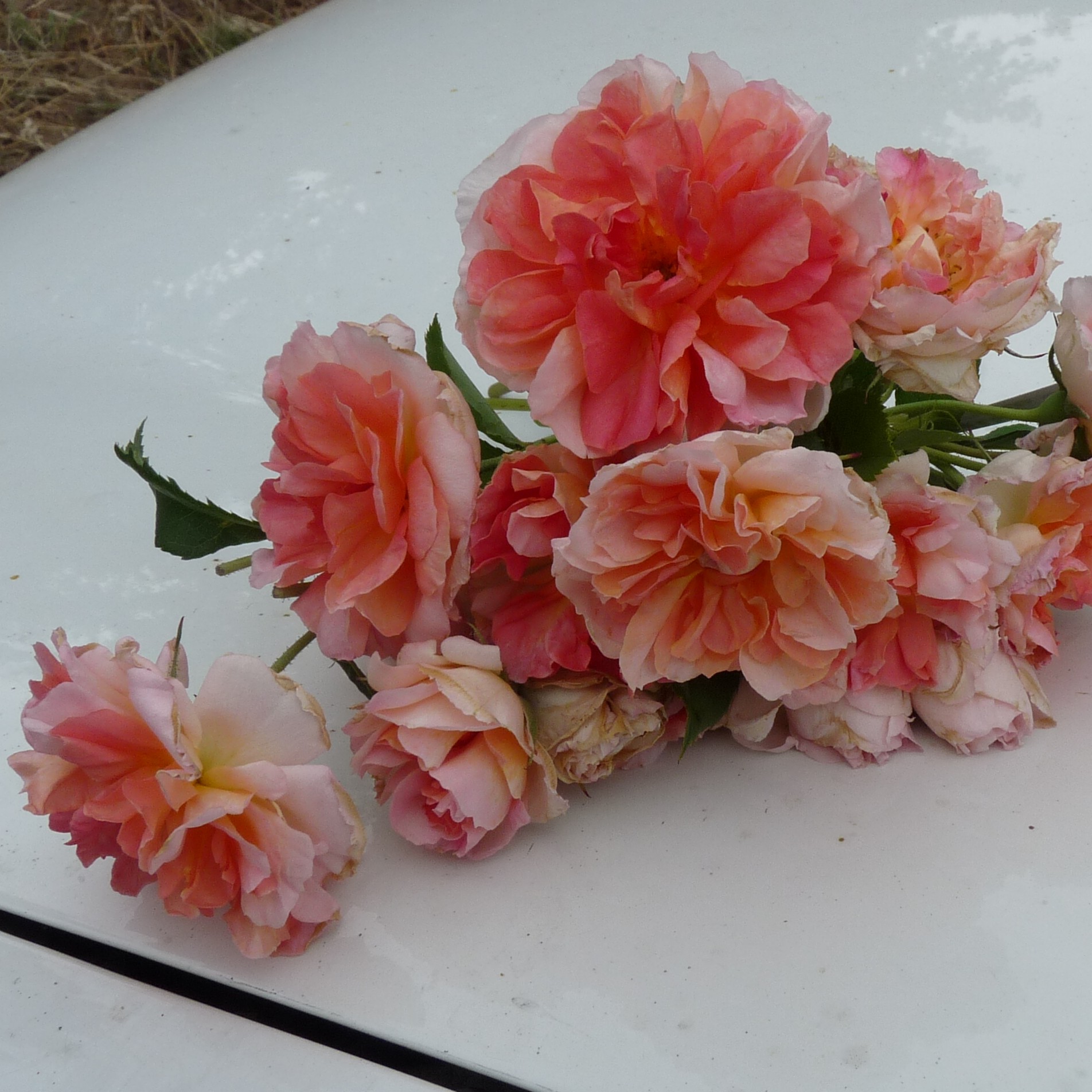 English Elegance – Bild 2