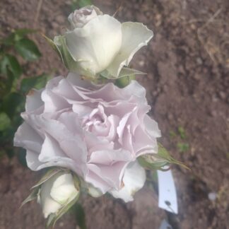 Floribunda lilabraun