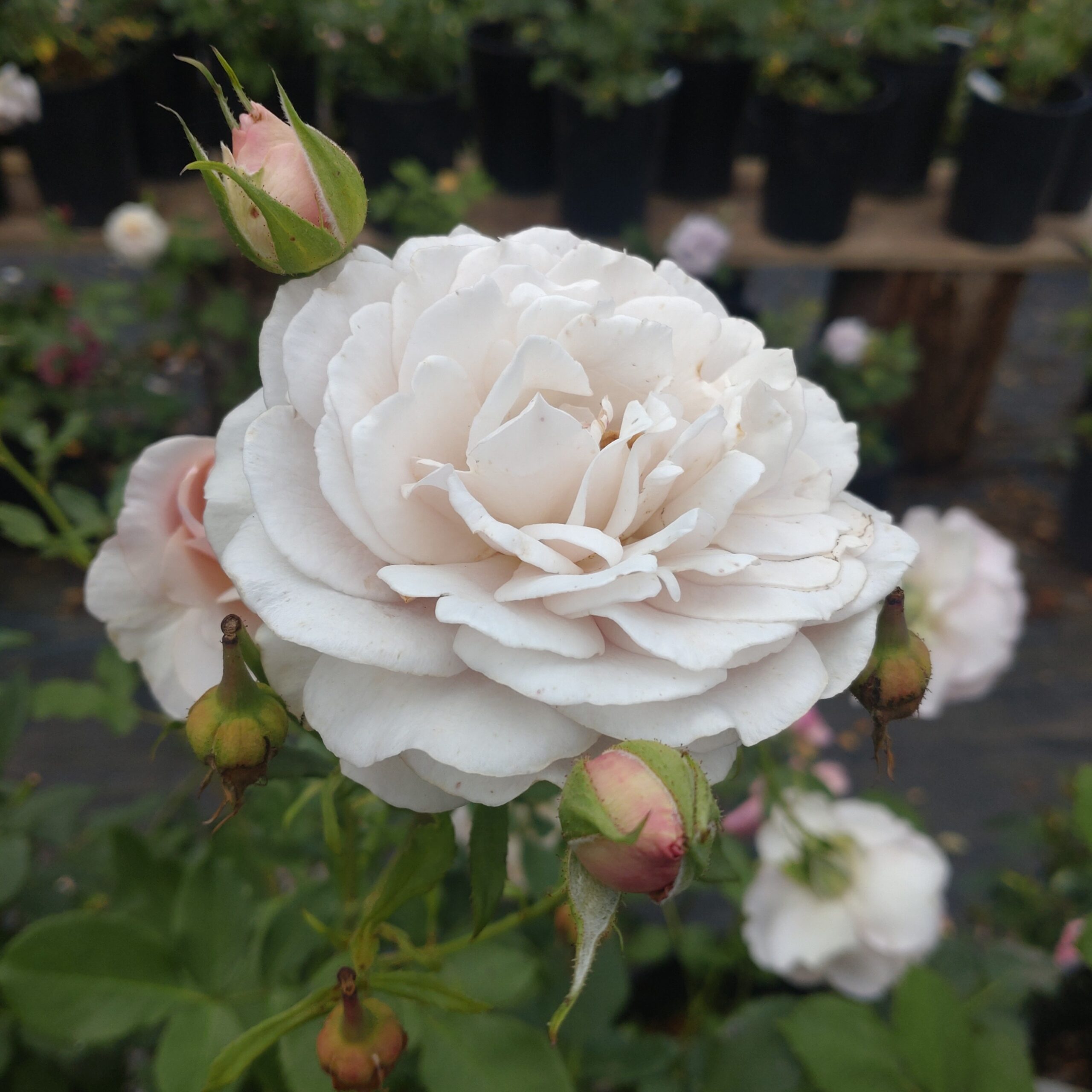 Gentle Breeze – Bild 10