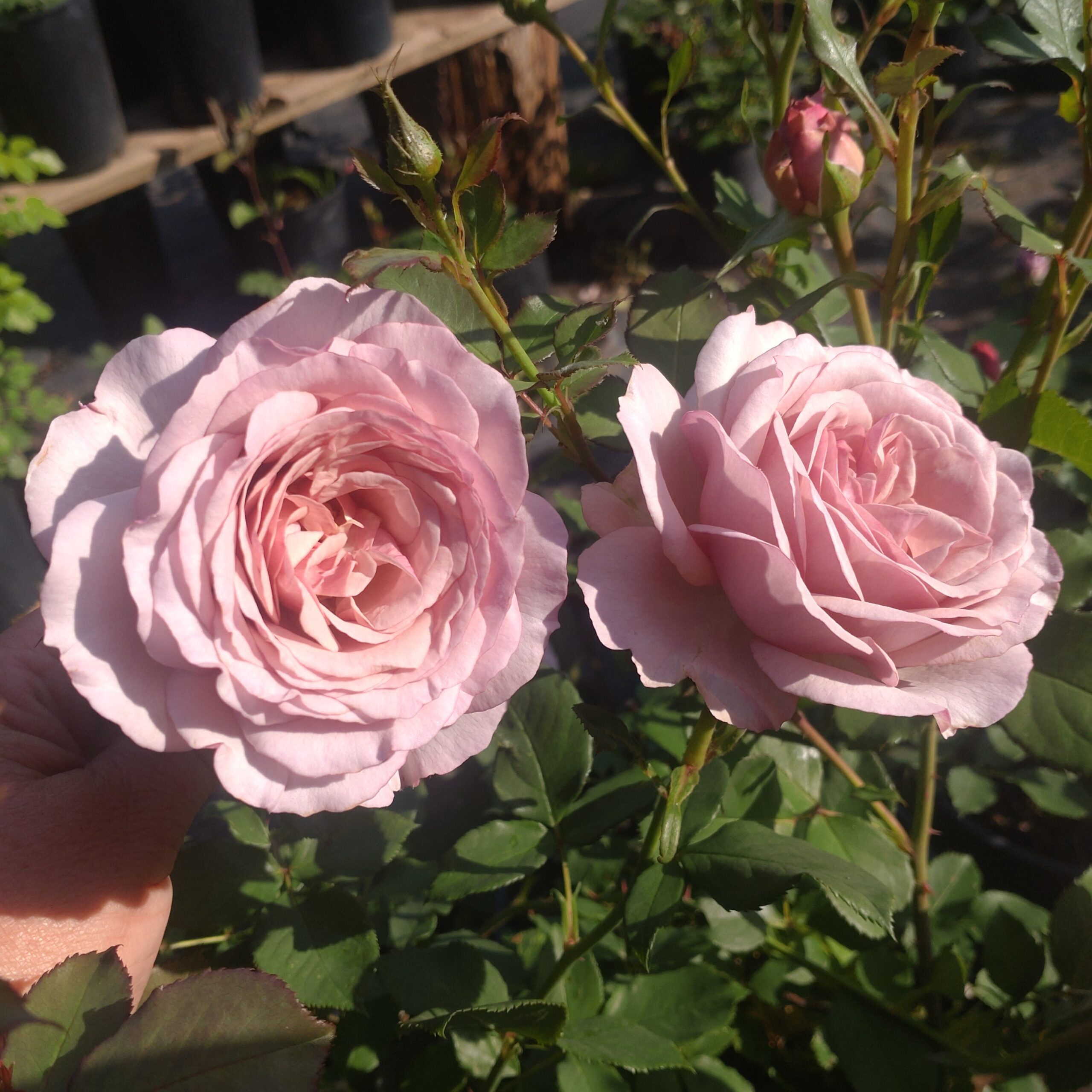 Gentle Breeze – Bild 11