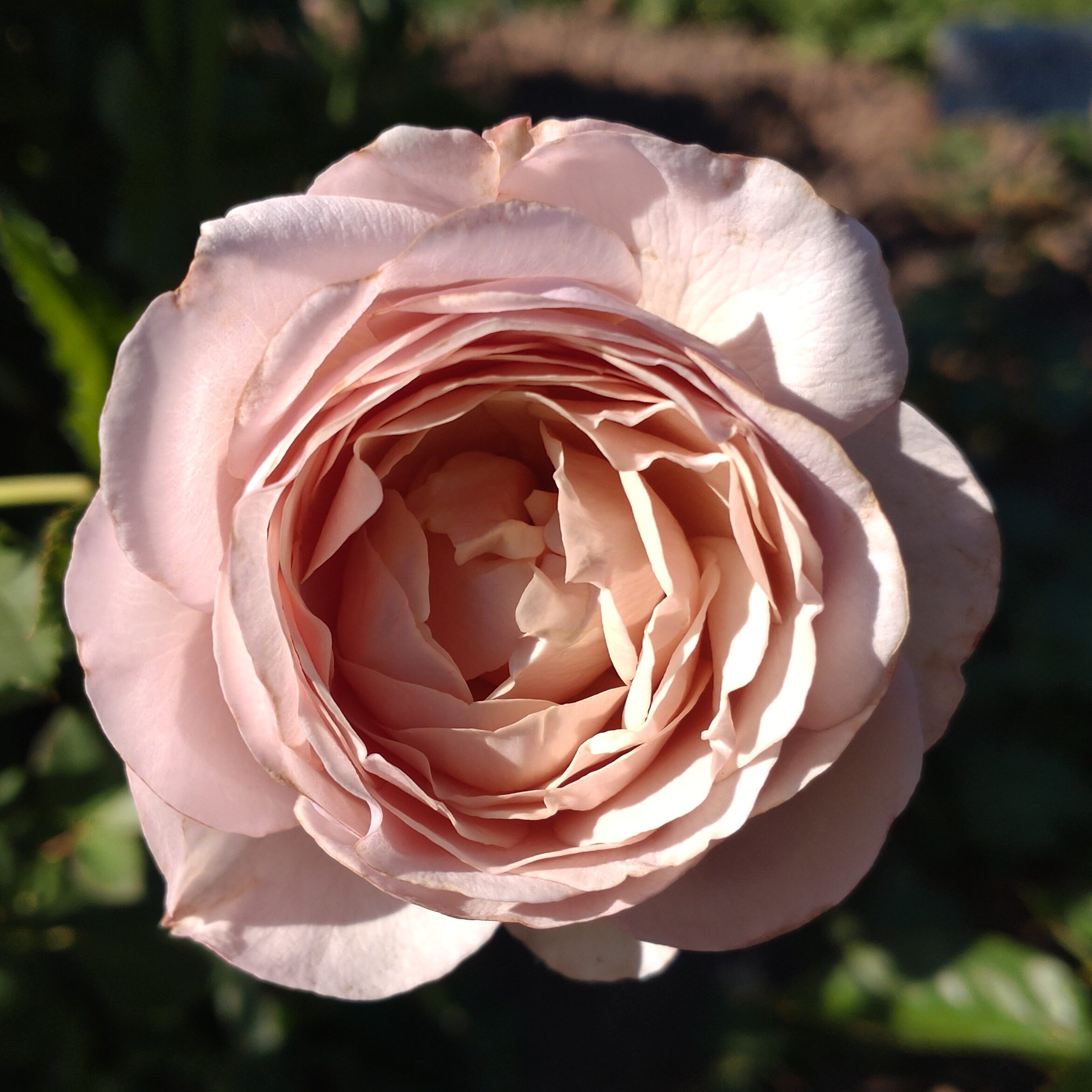 Gentle Breeze – Bild 2