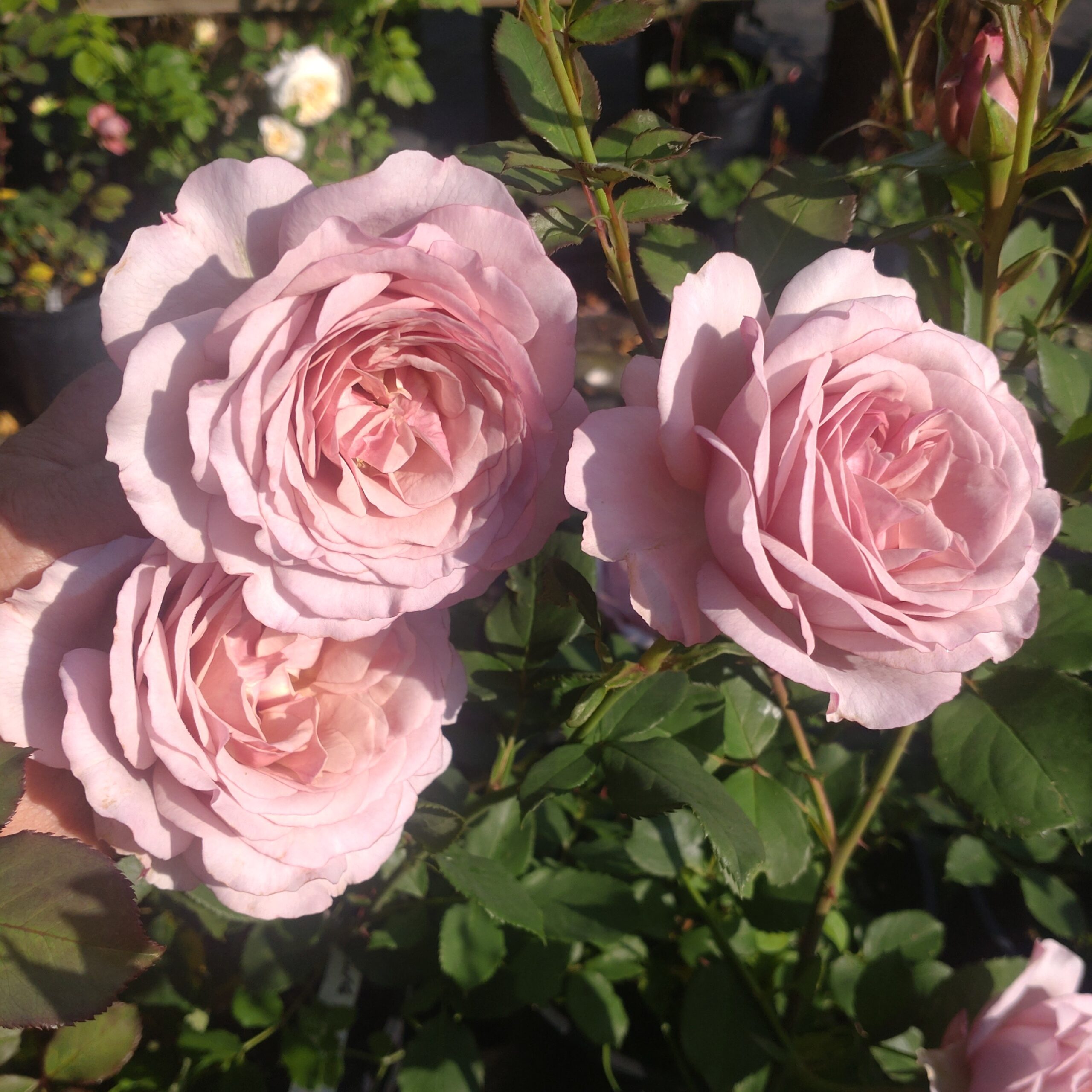 Gentle Breeze – Bild 3