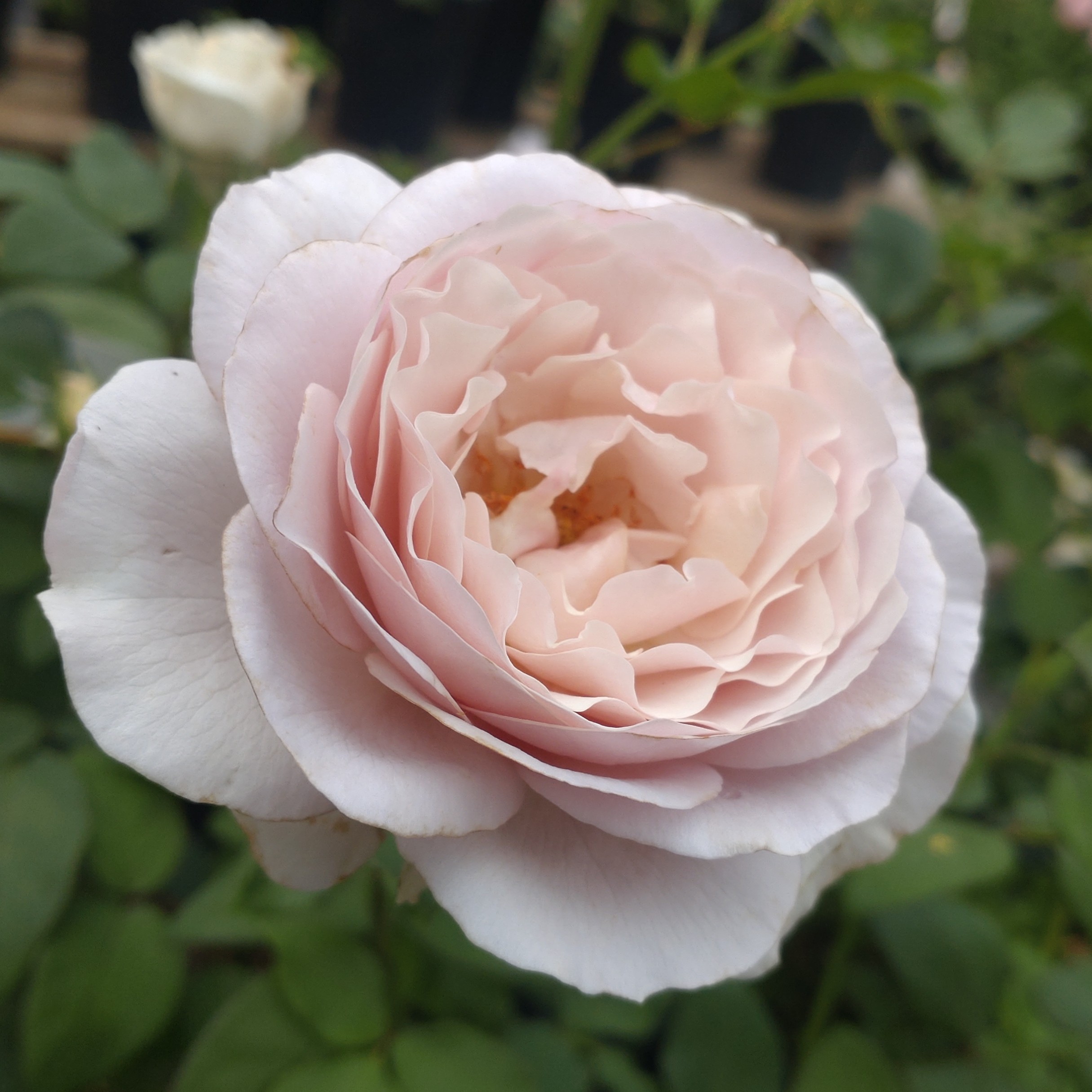 Gentle Breeze – Bild 4