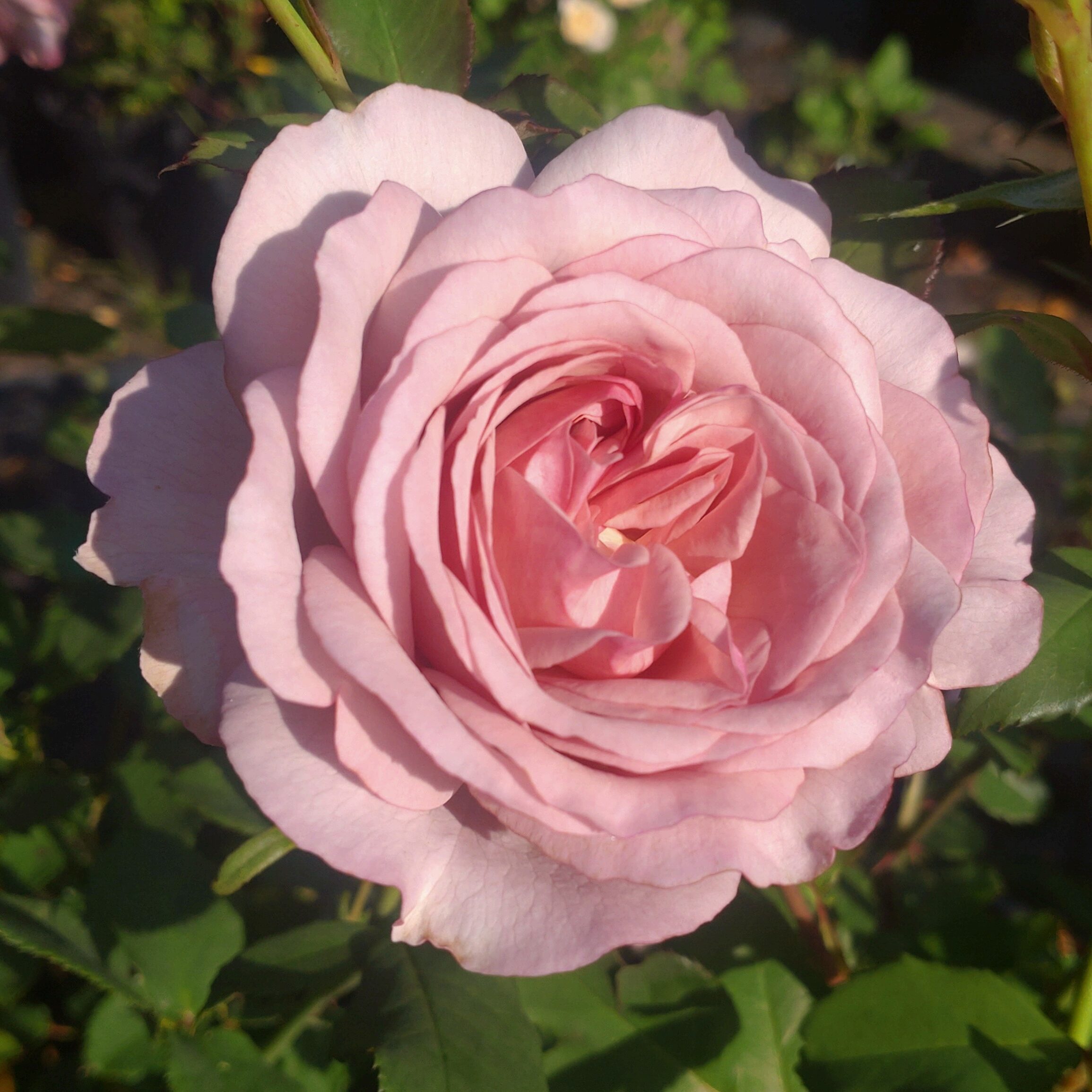 Gentle Breeze – Bild 6
