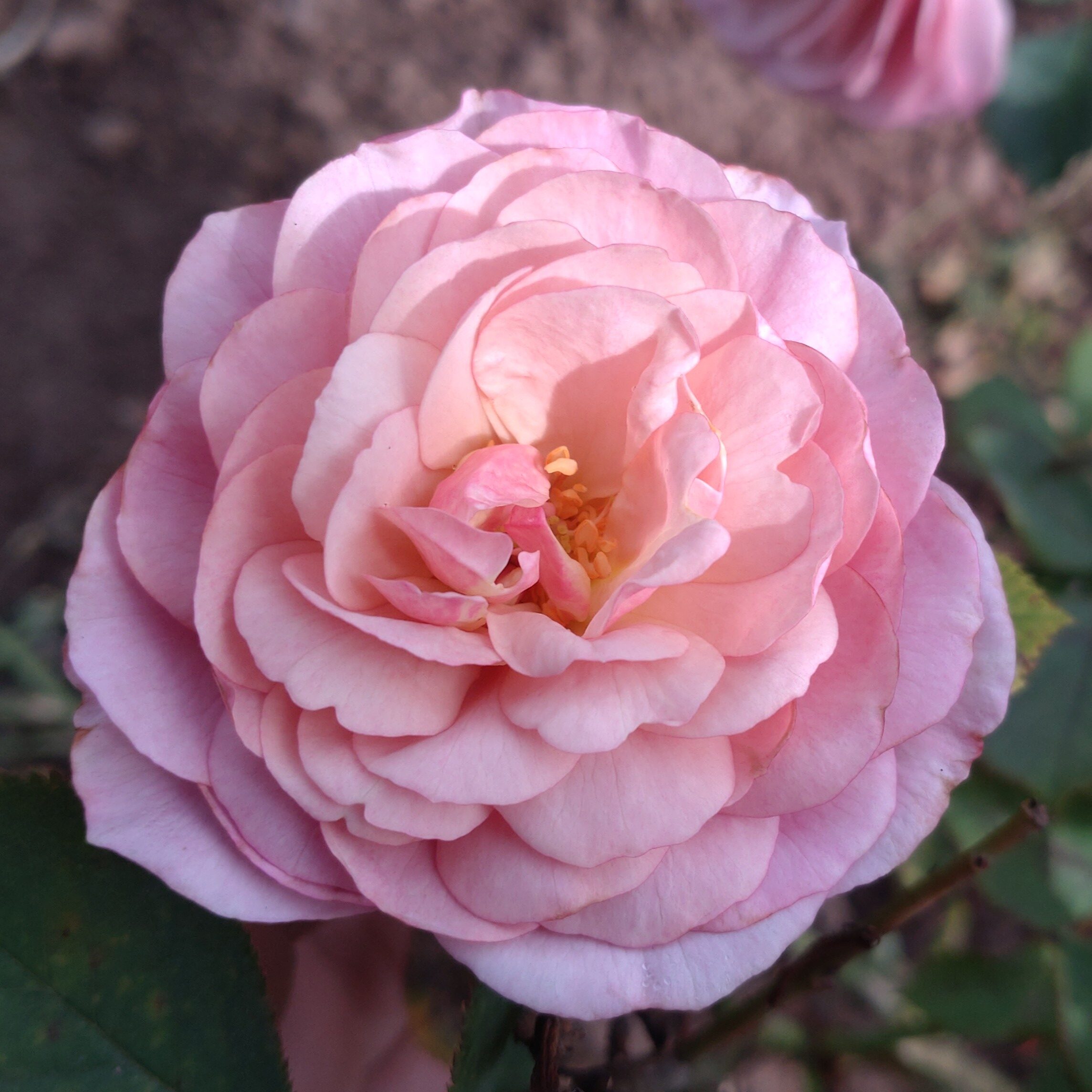 Gentle Breeze – Bild 7