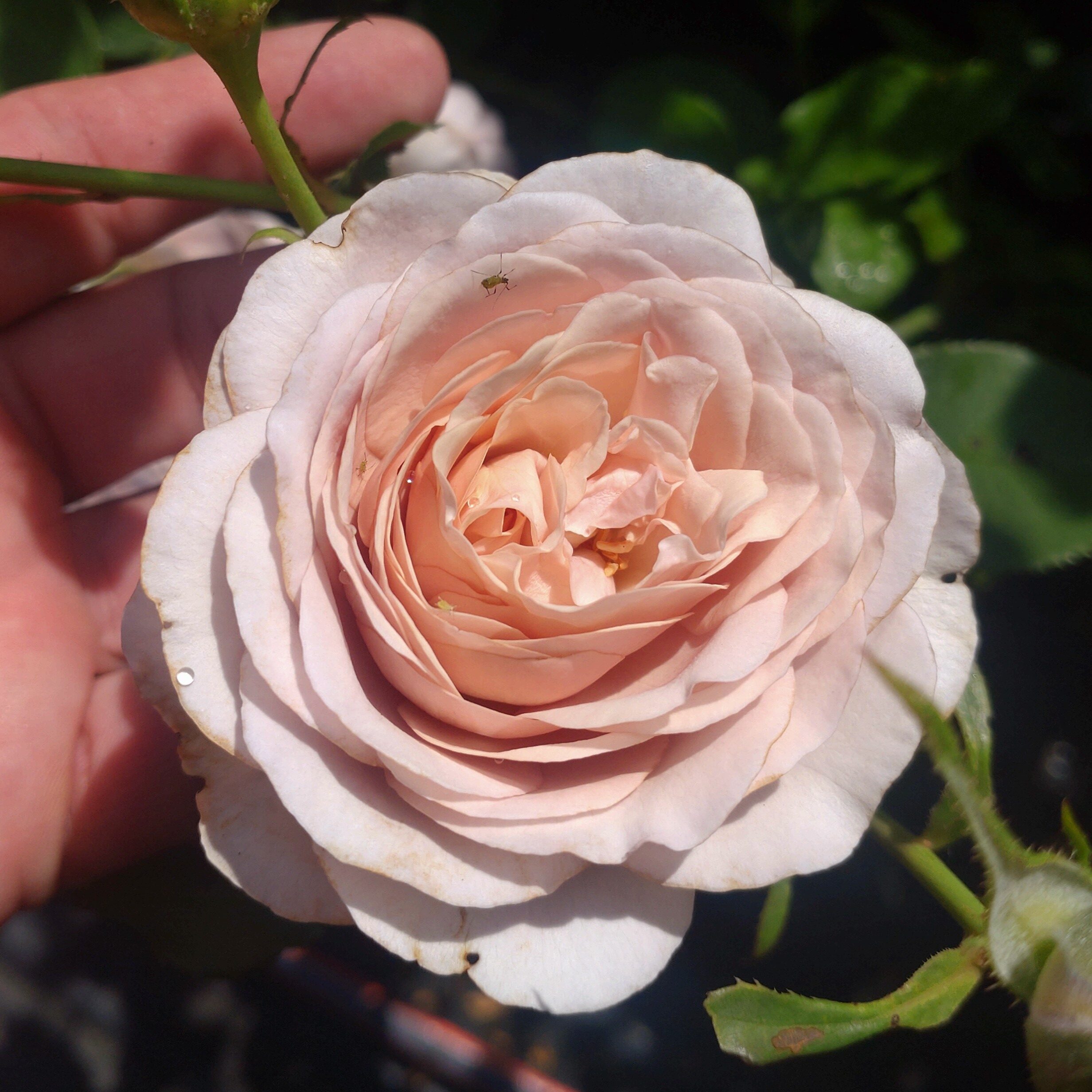 Gentle Breeze – Bild 8
