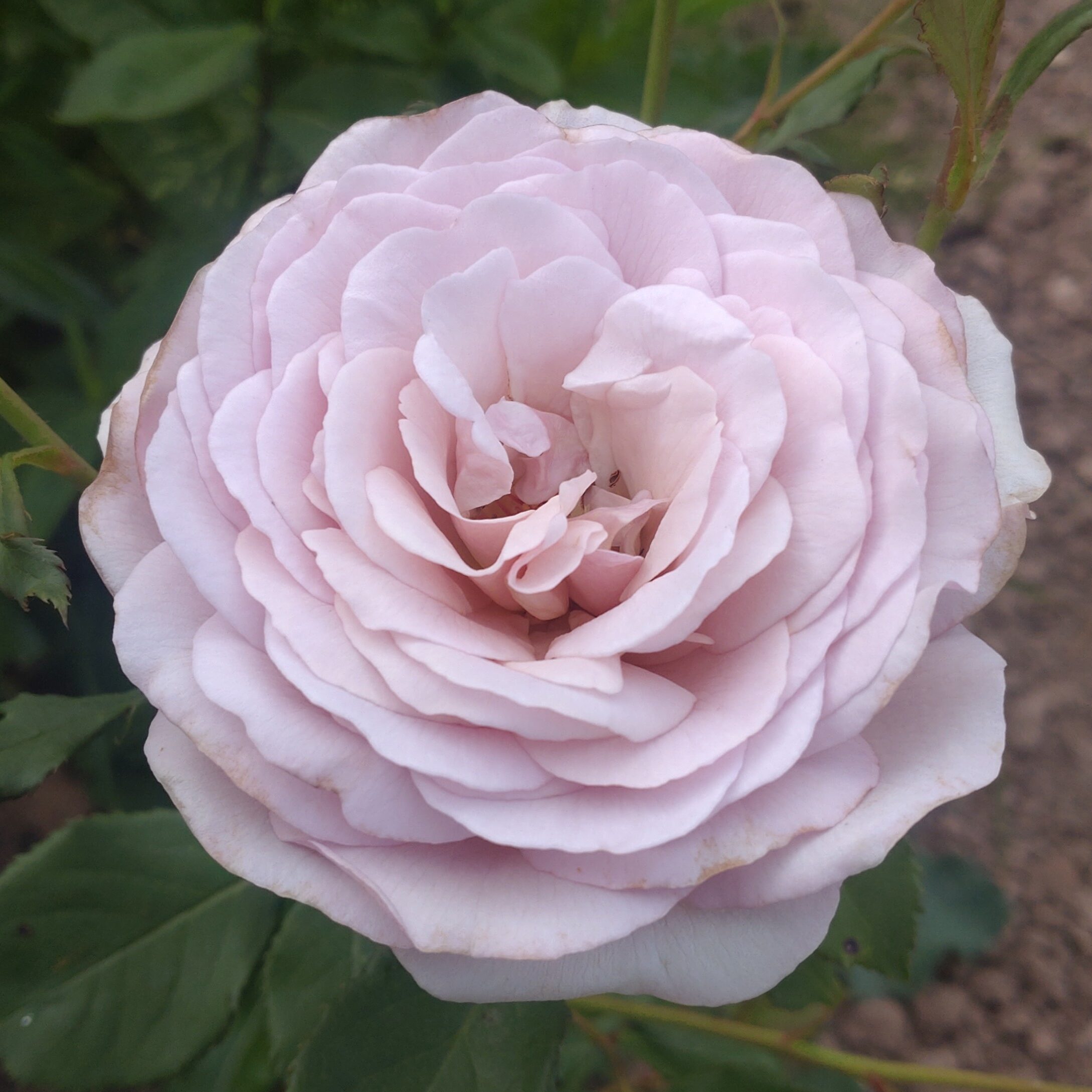 Gentle Breeze – Bild 9