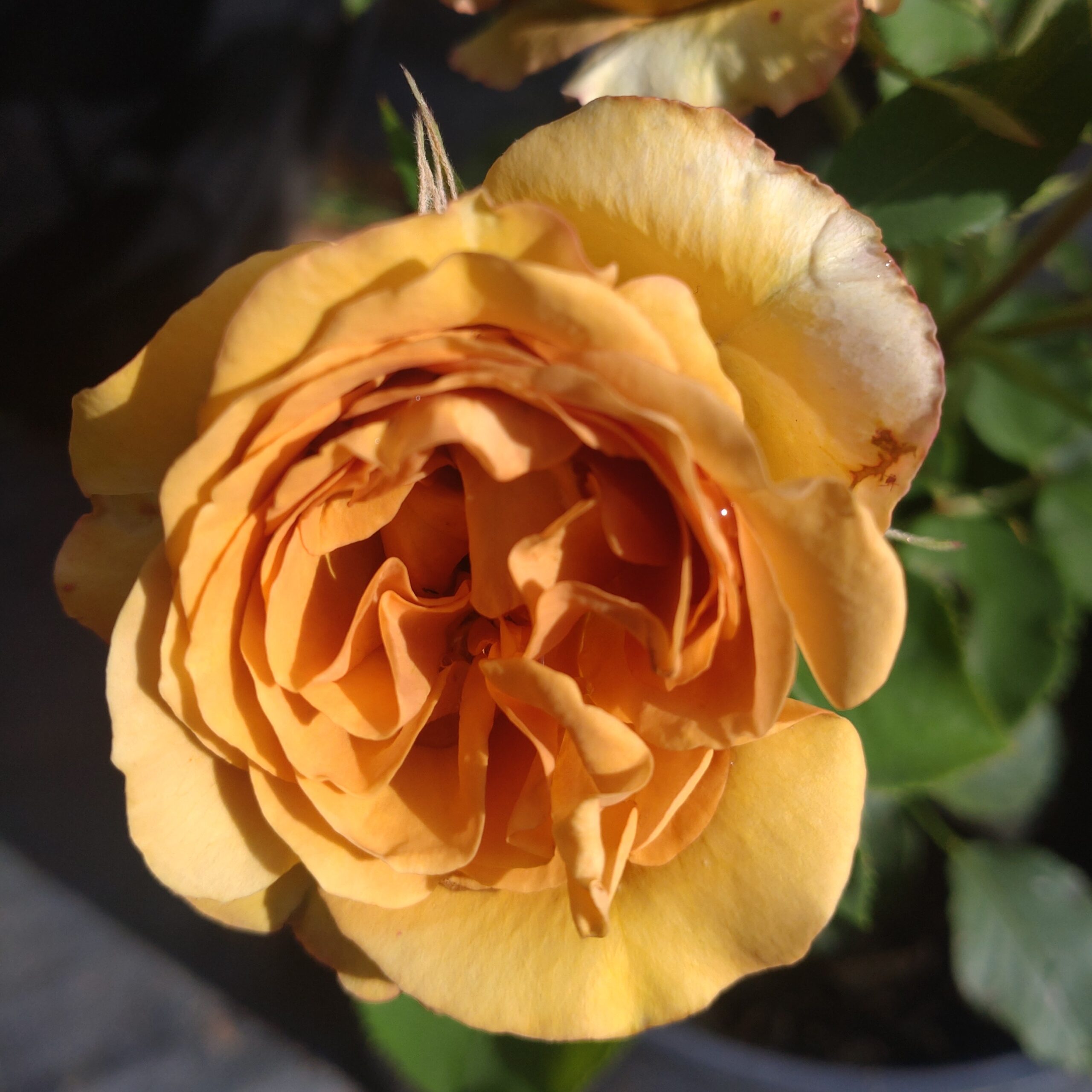 James Browner – Bild 5