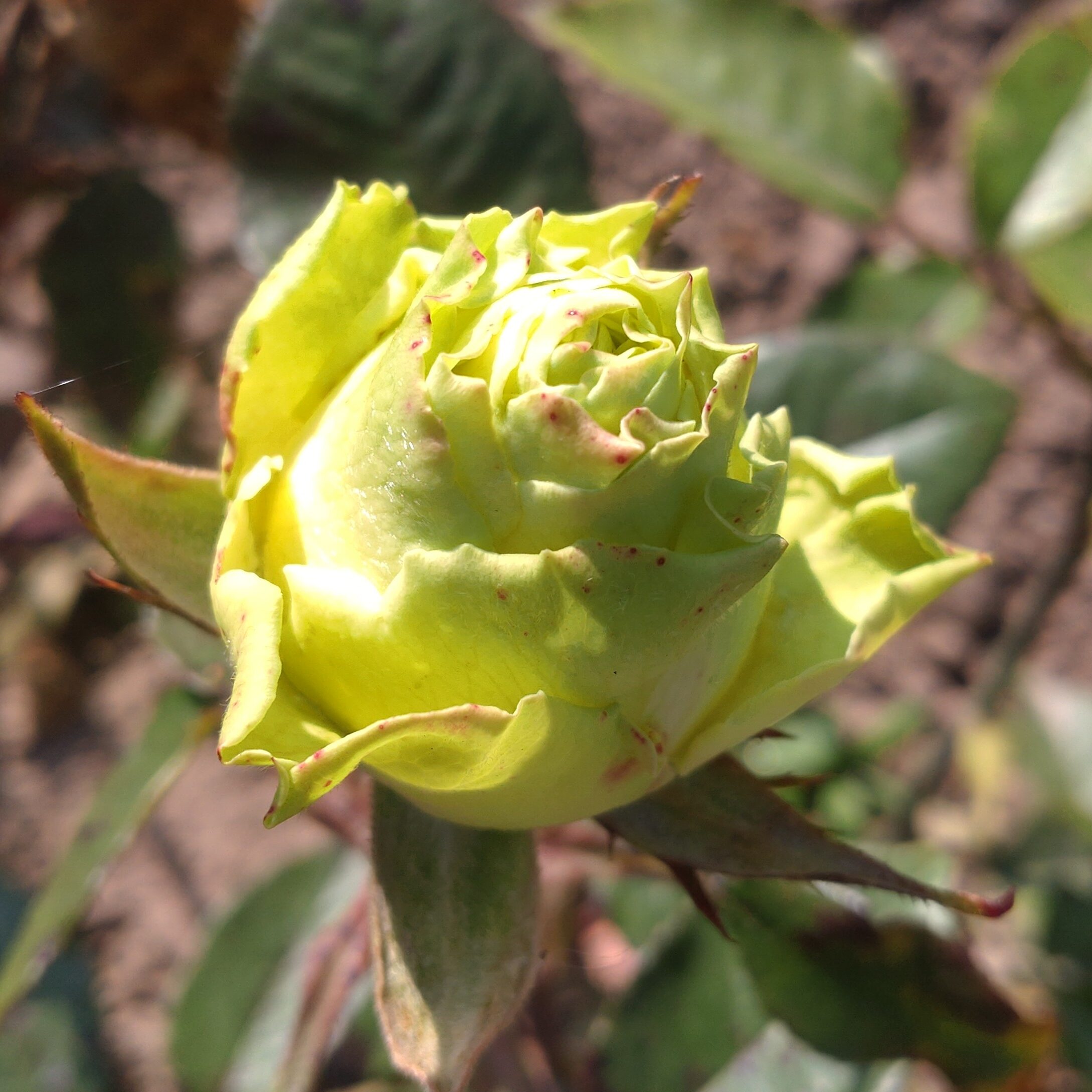 Kiwi – Bild 4