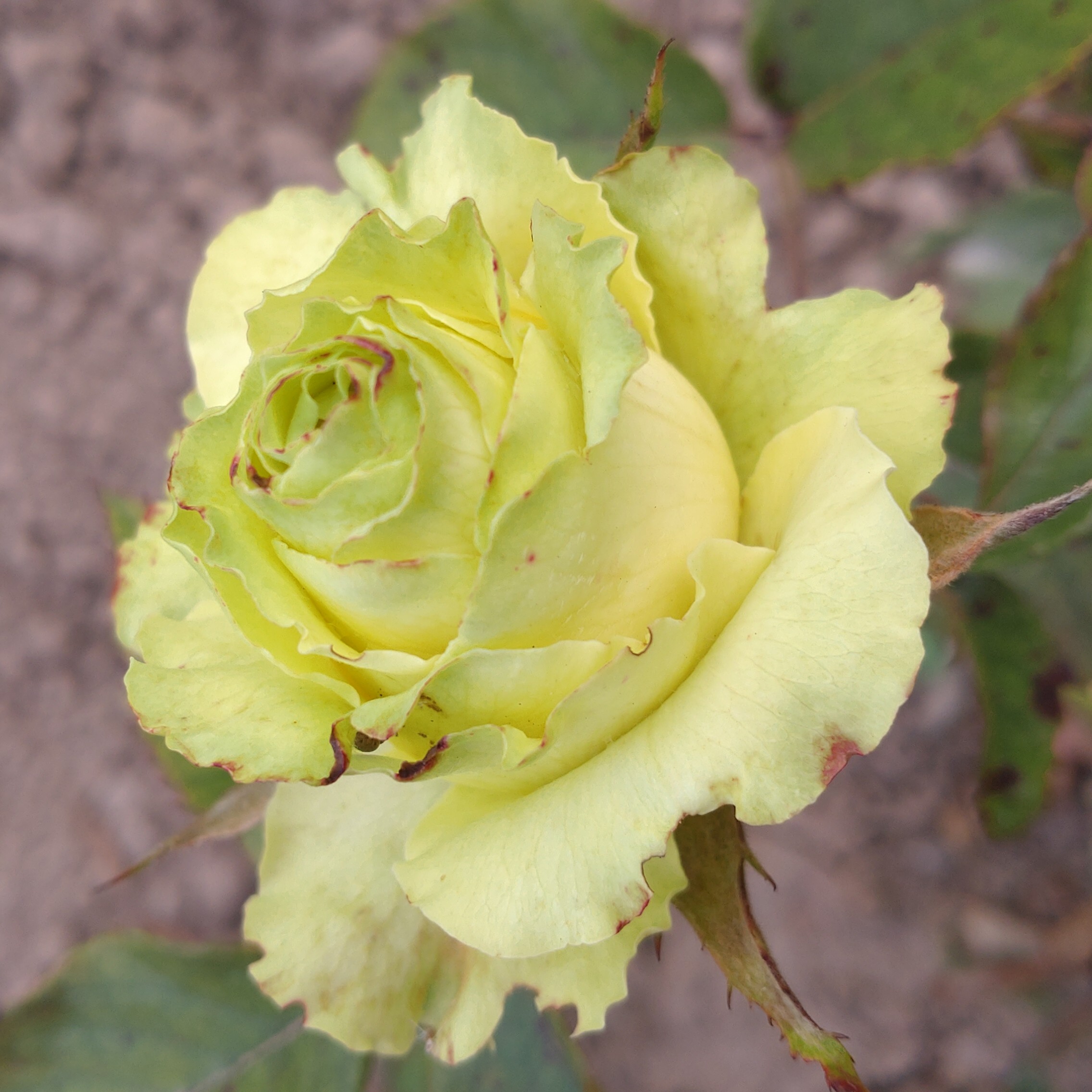 Kiwi – Bild 5