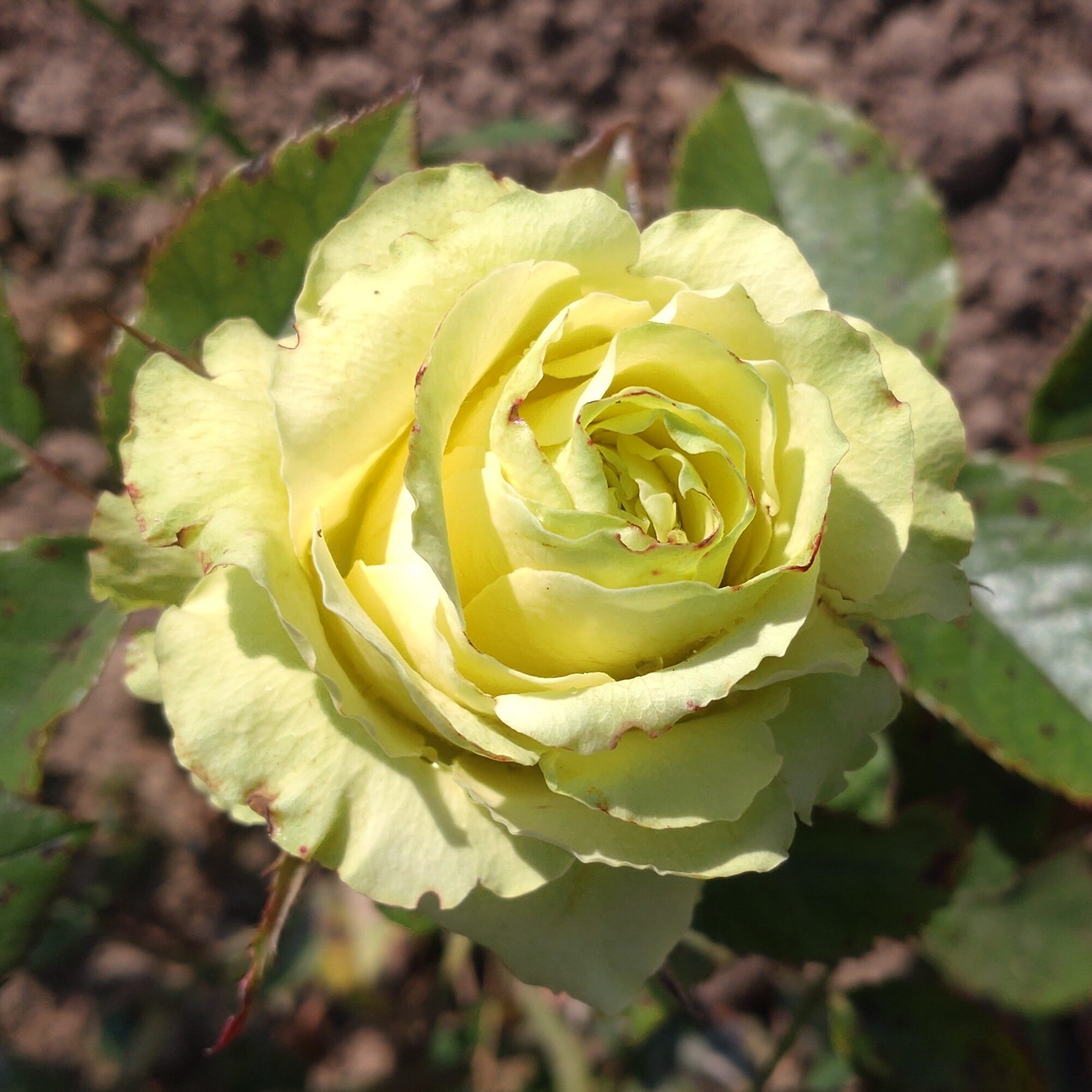 Kiwi – Bild 6