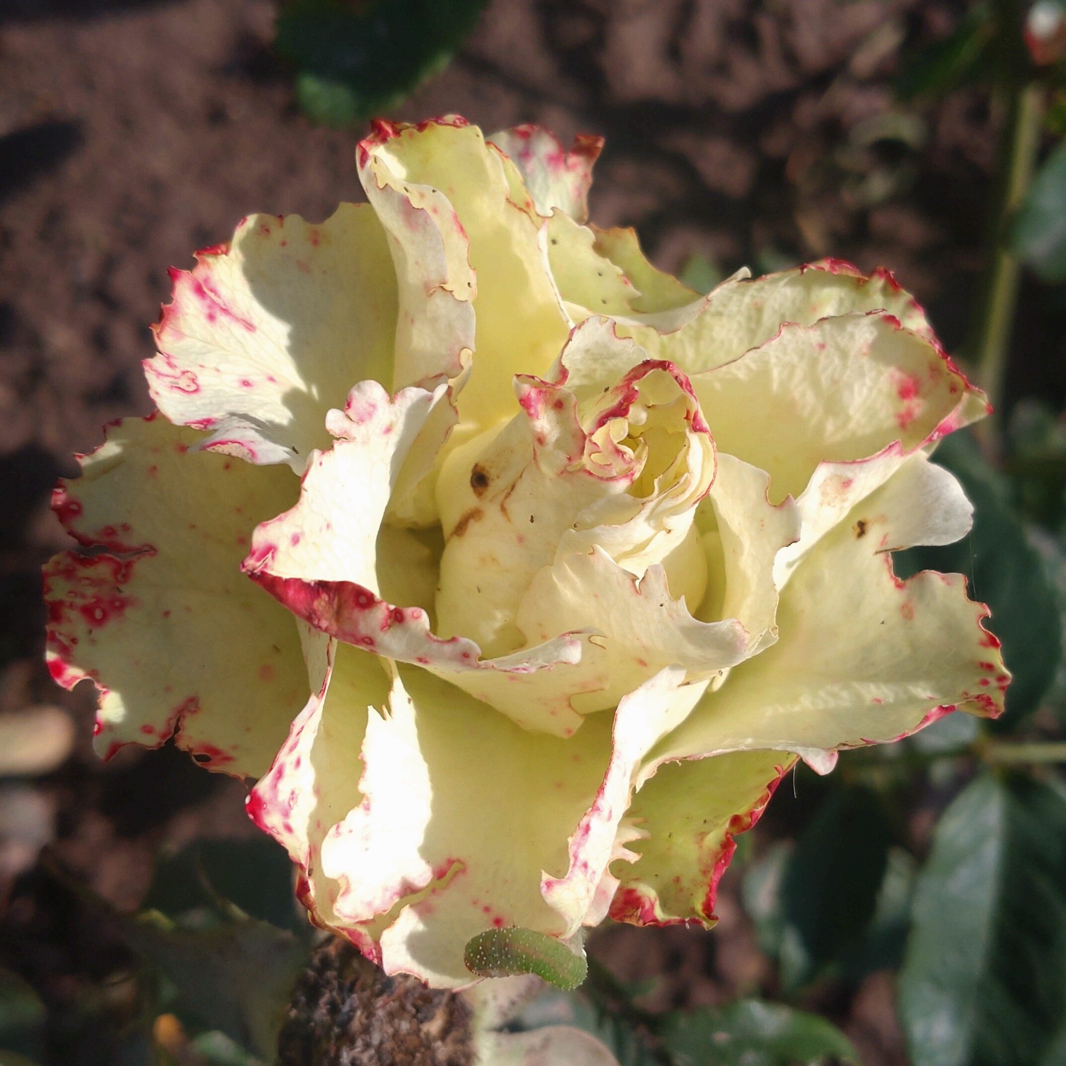 Kiwi – Bild 8