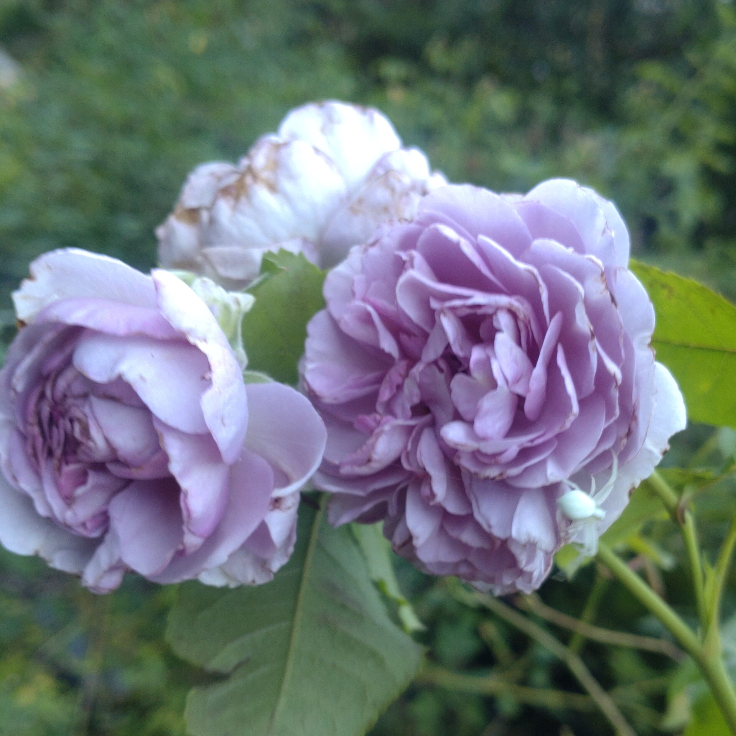 Lavender Bouquet Clbg. – Bild 2