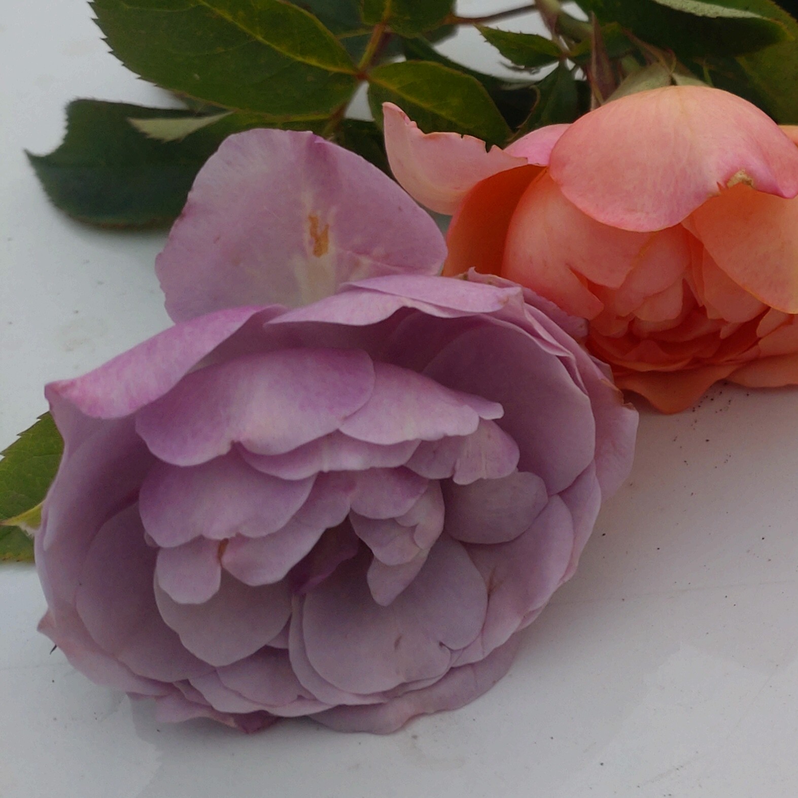Lavender Bouquet Clbg. – Bild 4