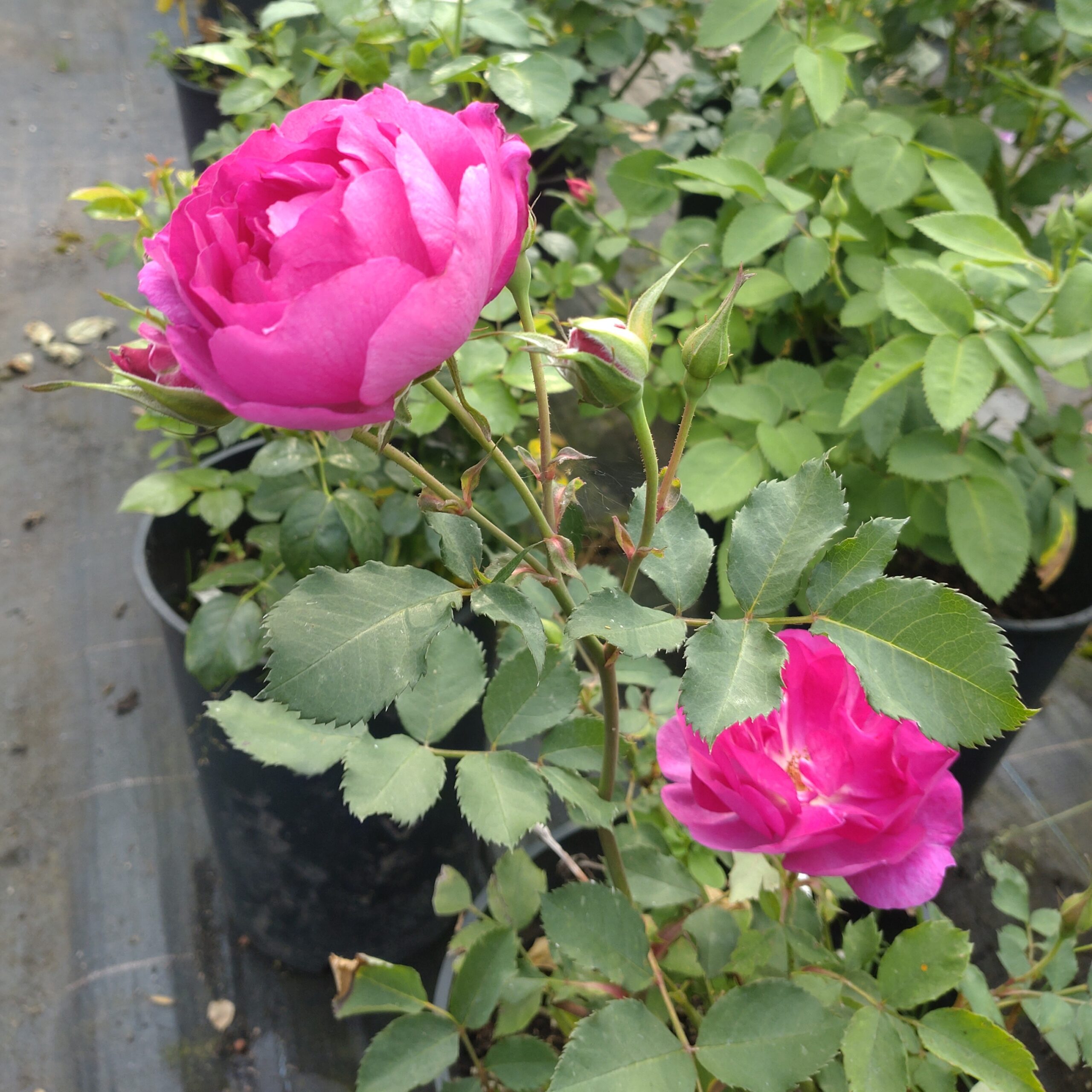 Loud – Bild 5
