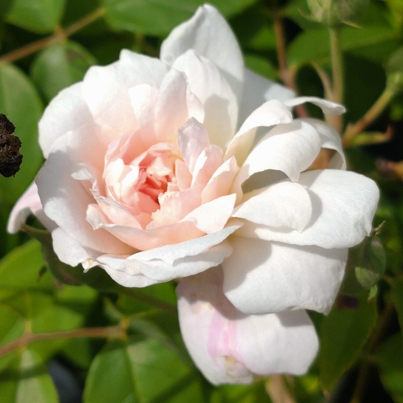 Mary Washington – Bild 2