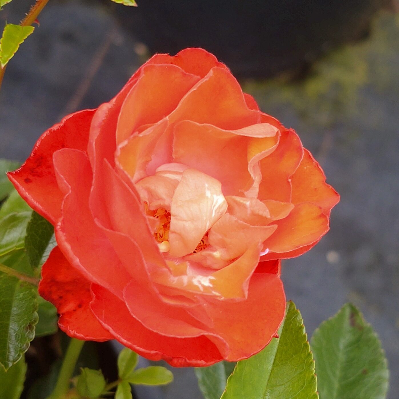 Orange Morsdag – Bild 2