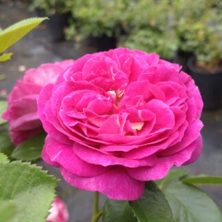Parfum Flower Circus