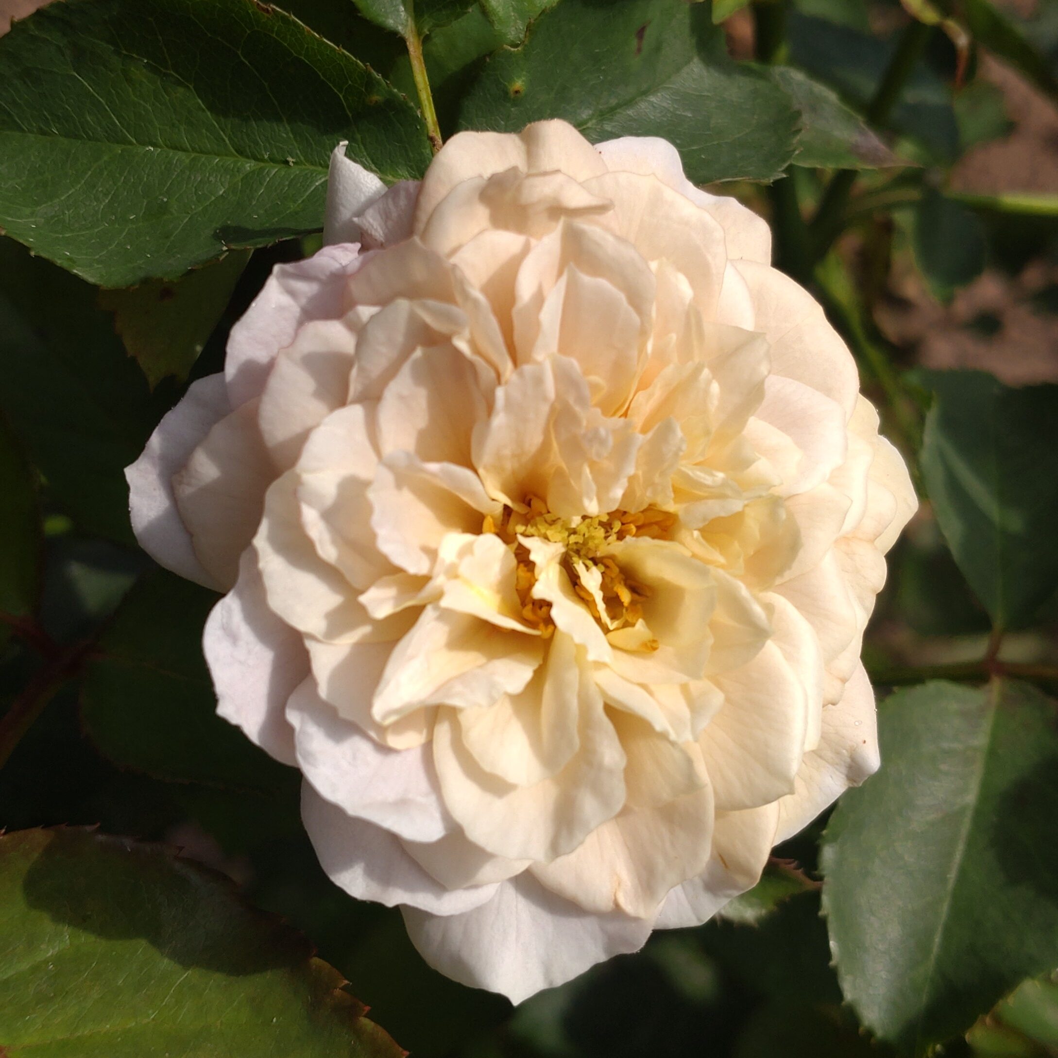 Pastel Antique – Bild 24