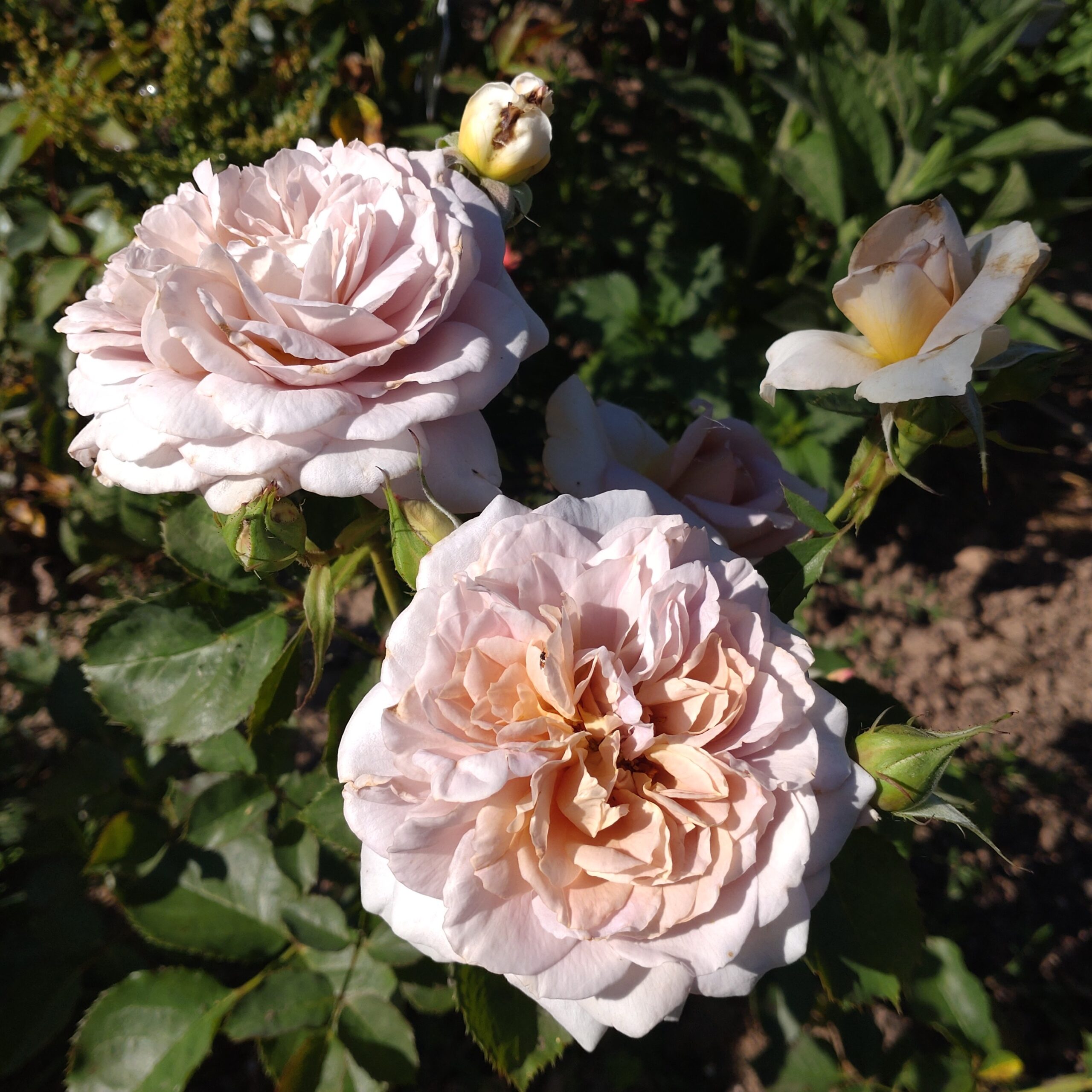 Pastel Antique – Bild 16