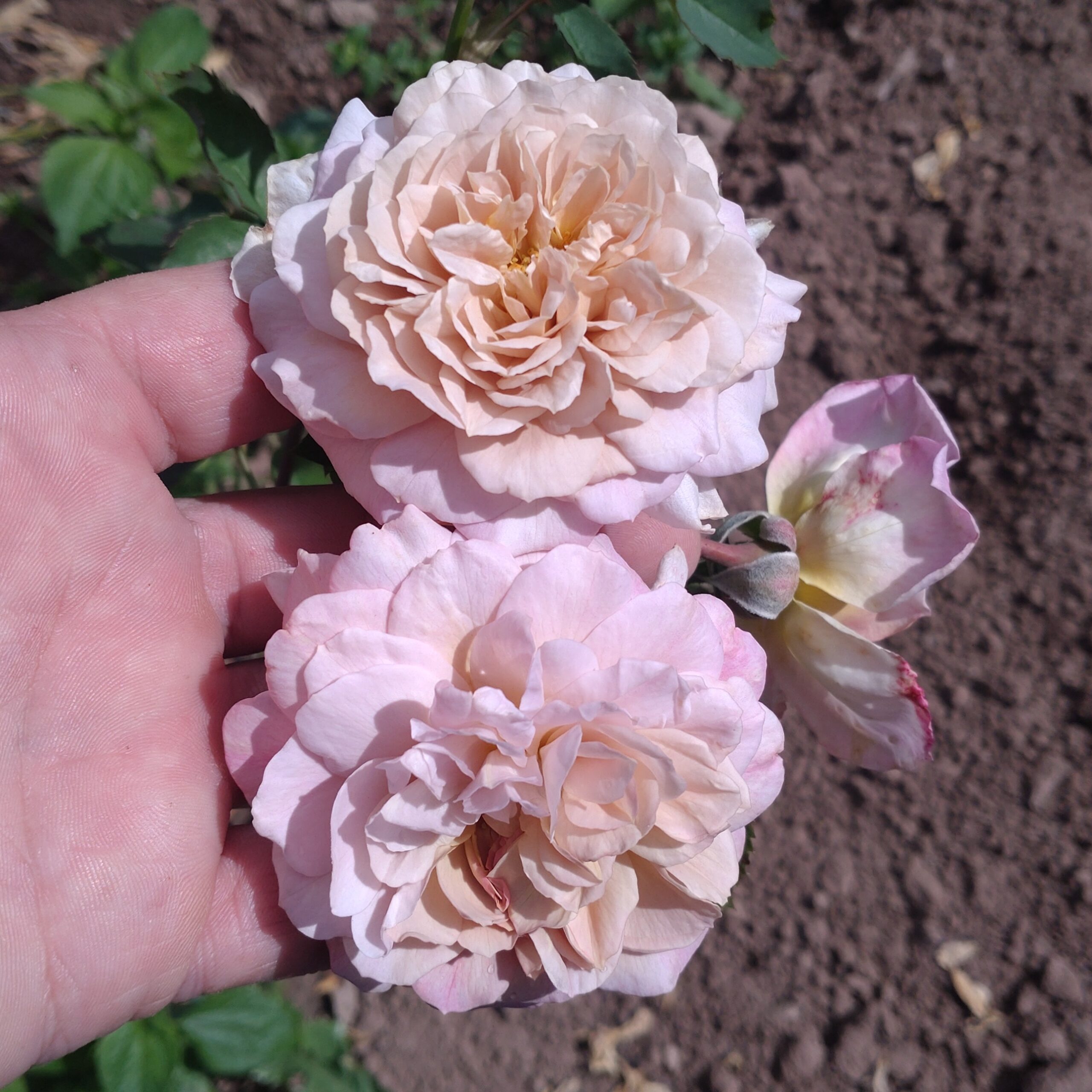 Pastel Antique – Bild 19
