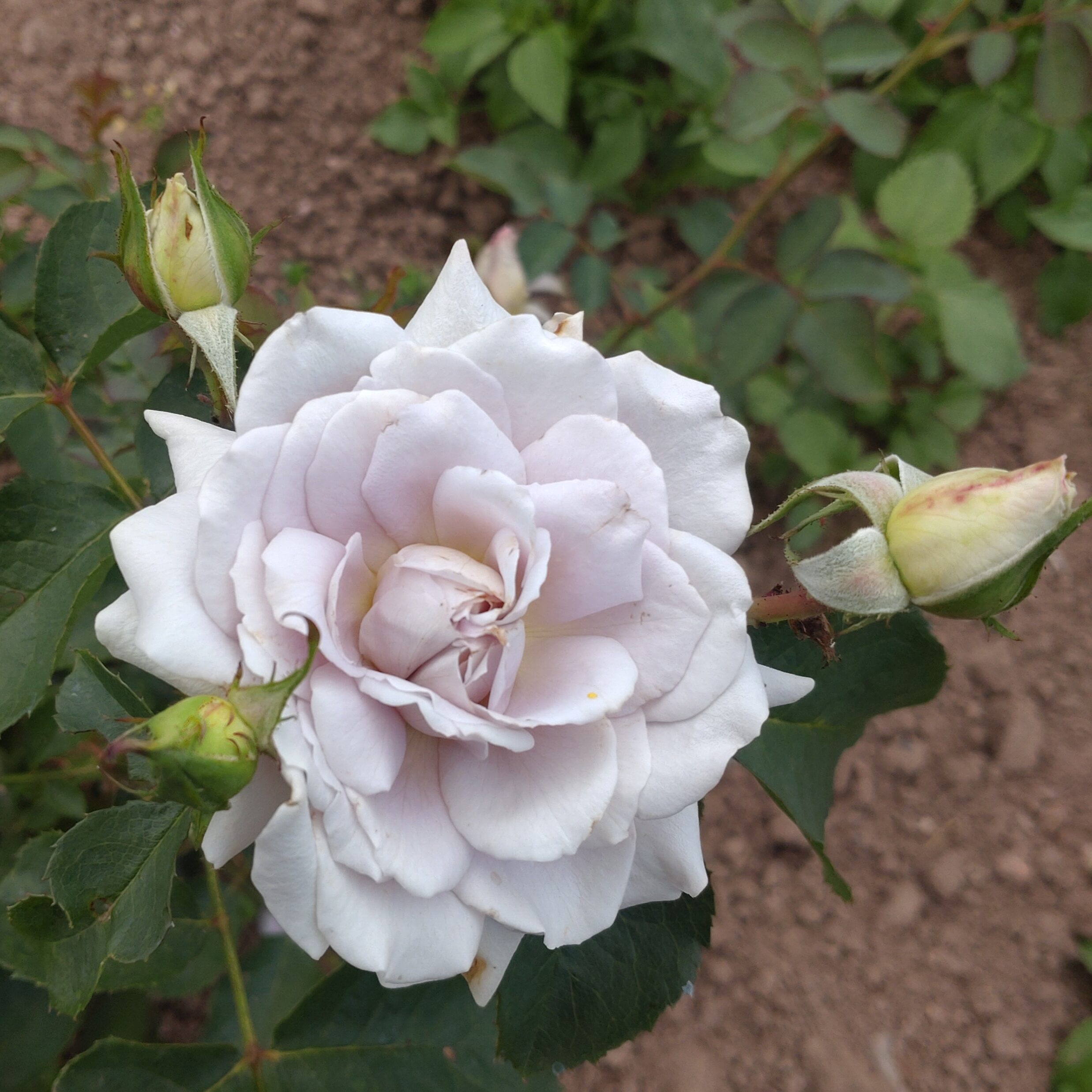 Pastel Antique – Bild 20