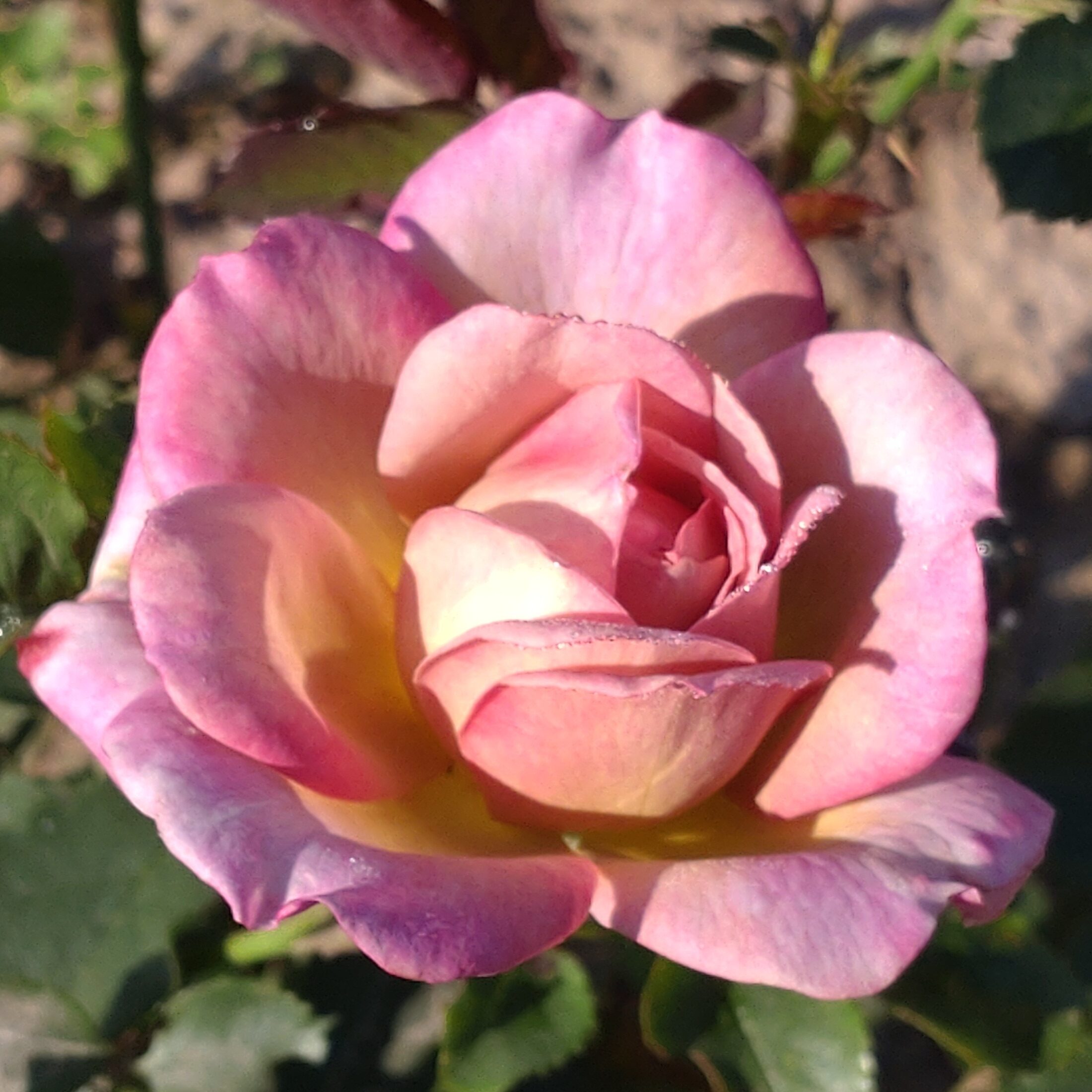 Pastel Antique – Bild 21