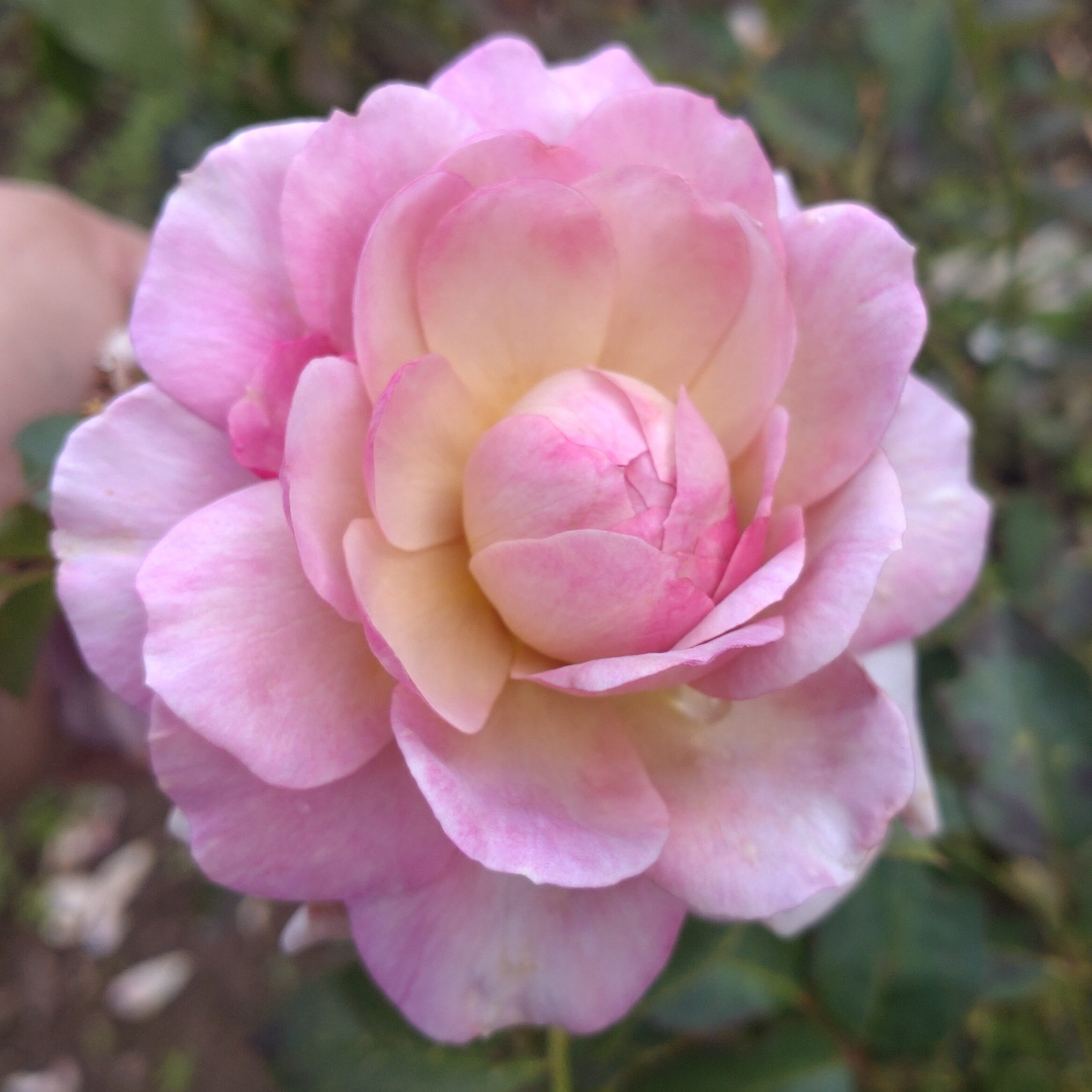 Pastel Antique – Bild 22